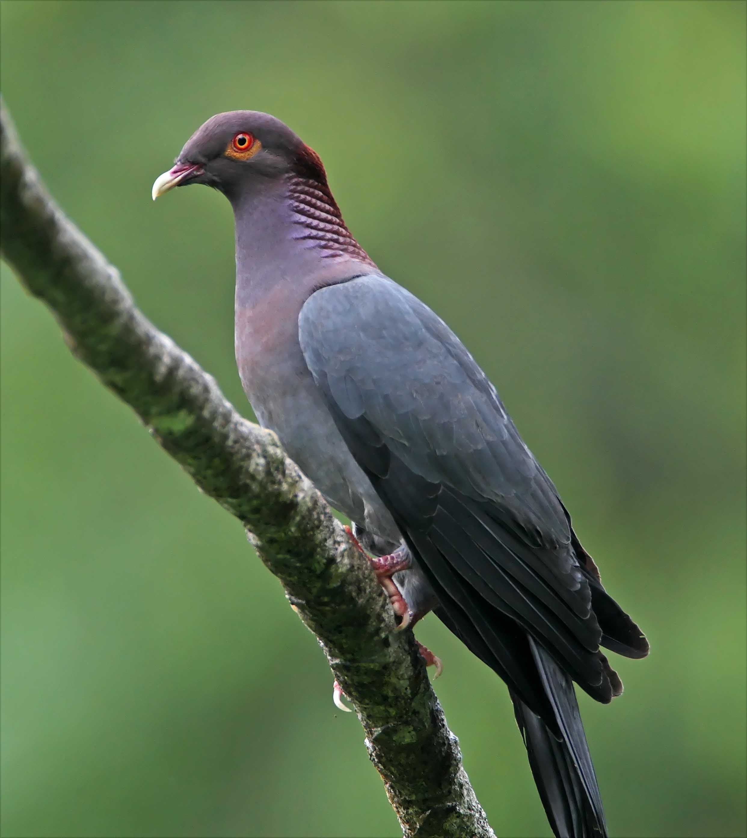 Scaly-naped Pigeon_3013.jpg