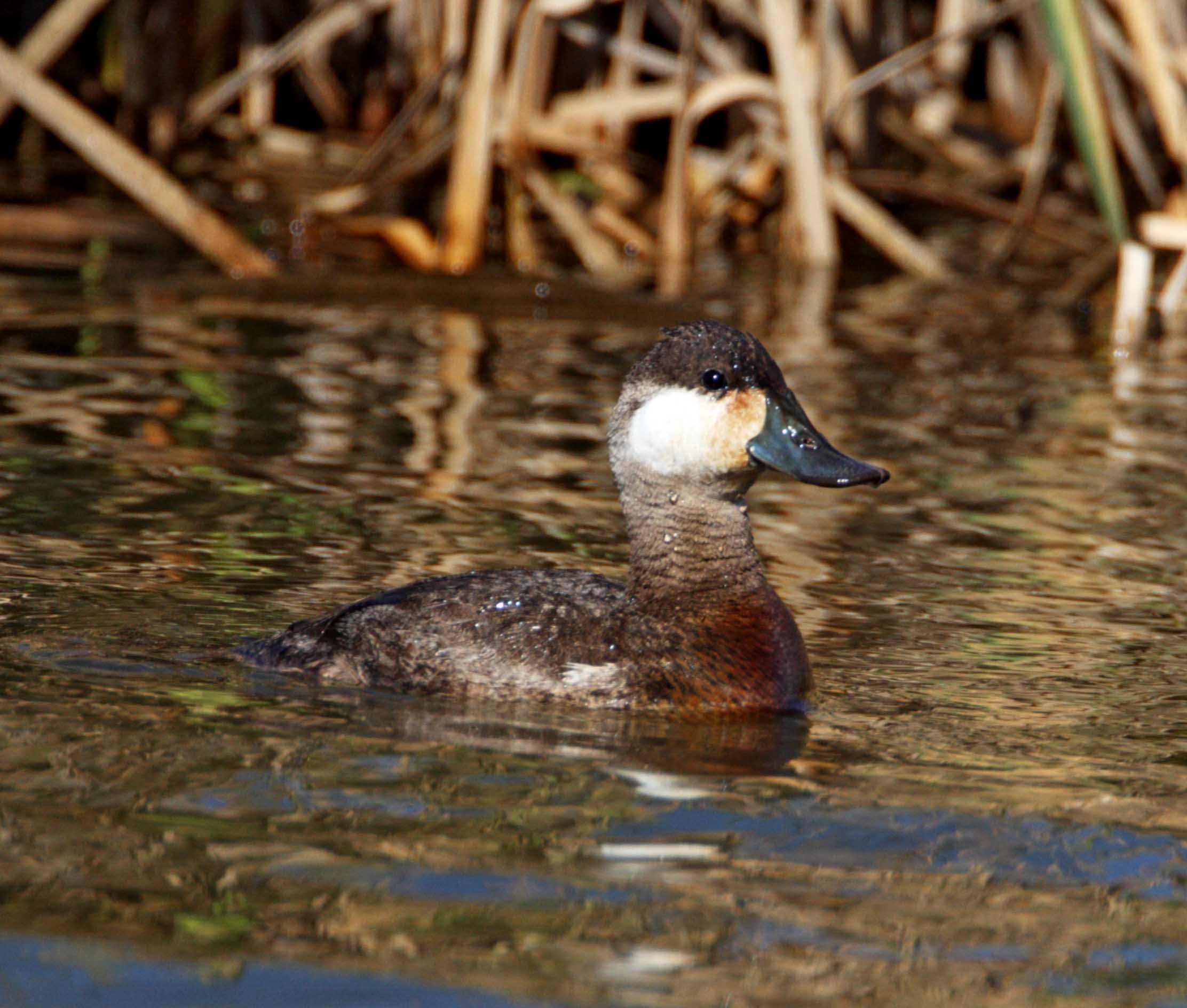 Ruddy Duck - male_2520.jpg