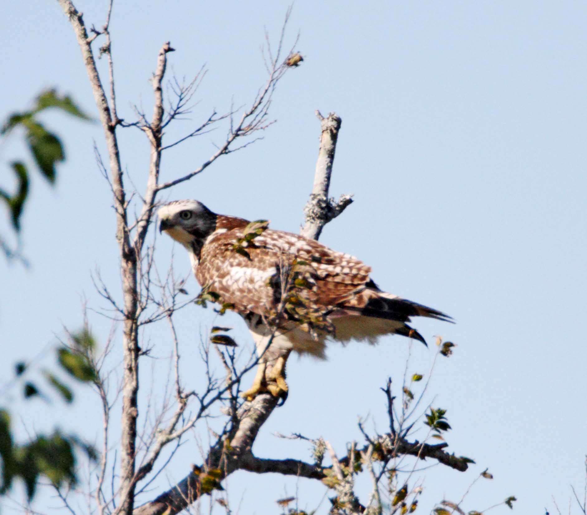 Red-tailed Hawk - juvenile_2578.jpg