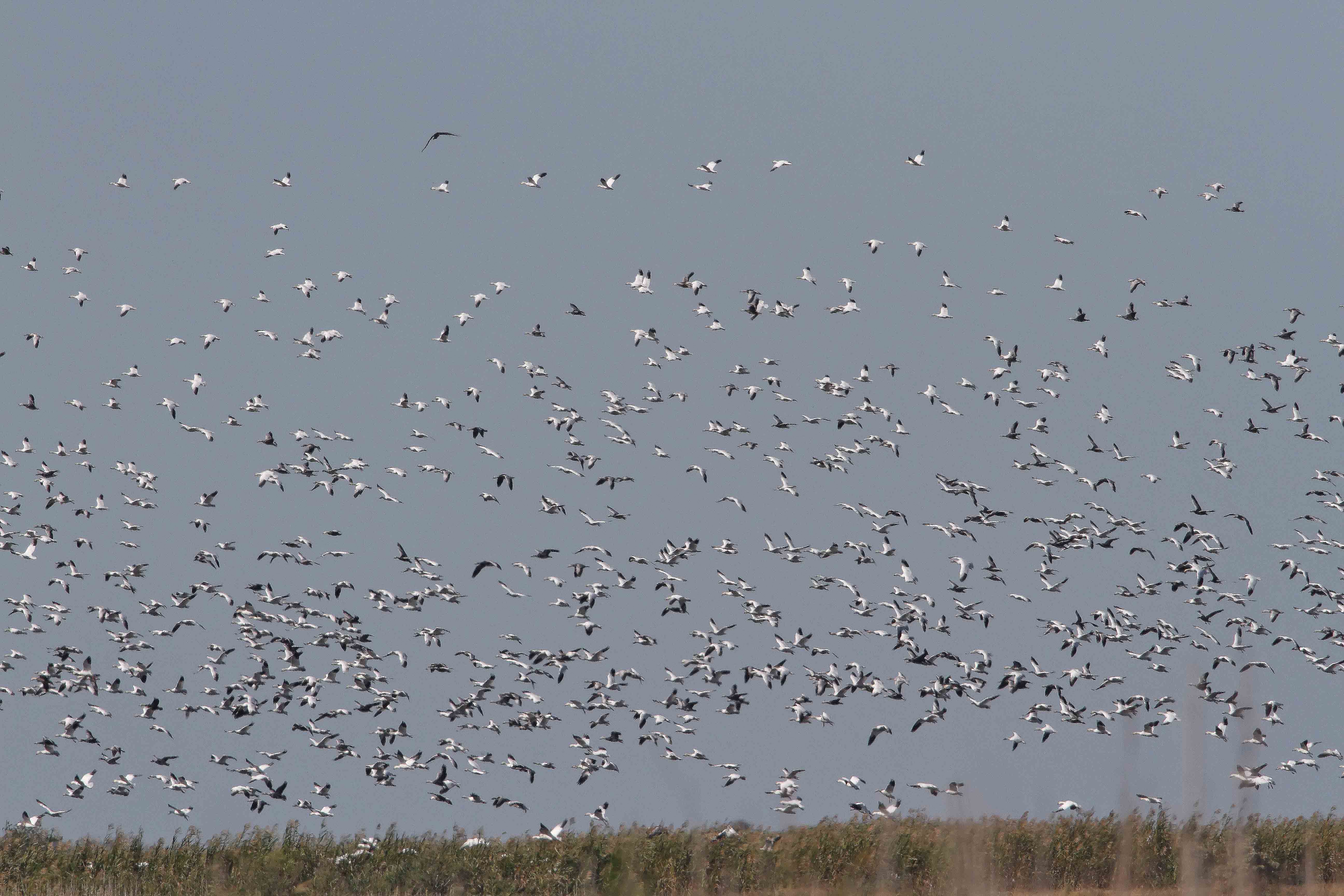 Snow Geese _2539.jpg
