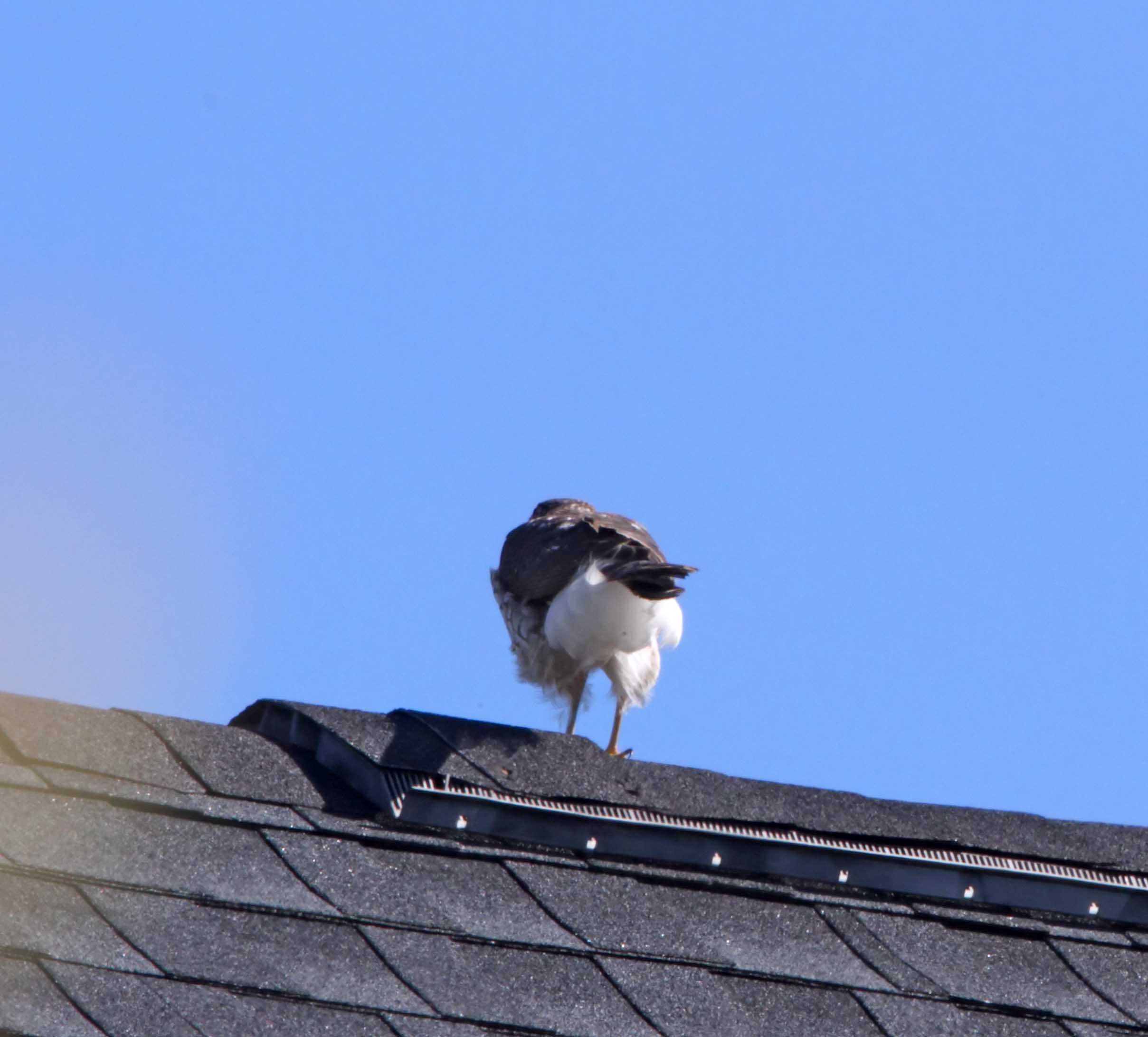 Coopers Hawk_2612.jpg