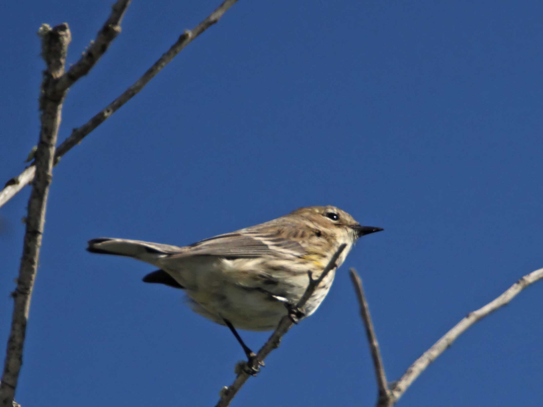 Myrtle Warbler_2631.jpg