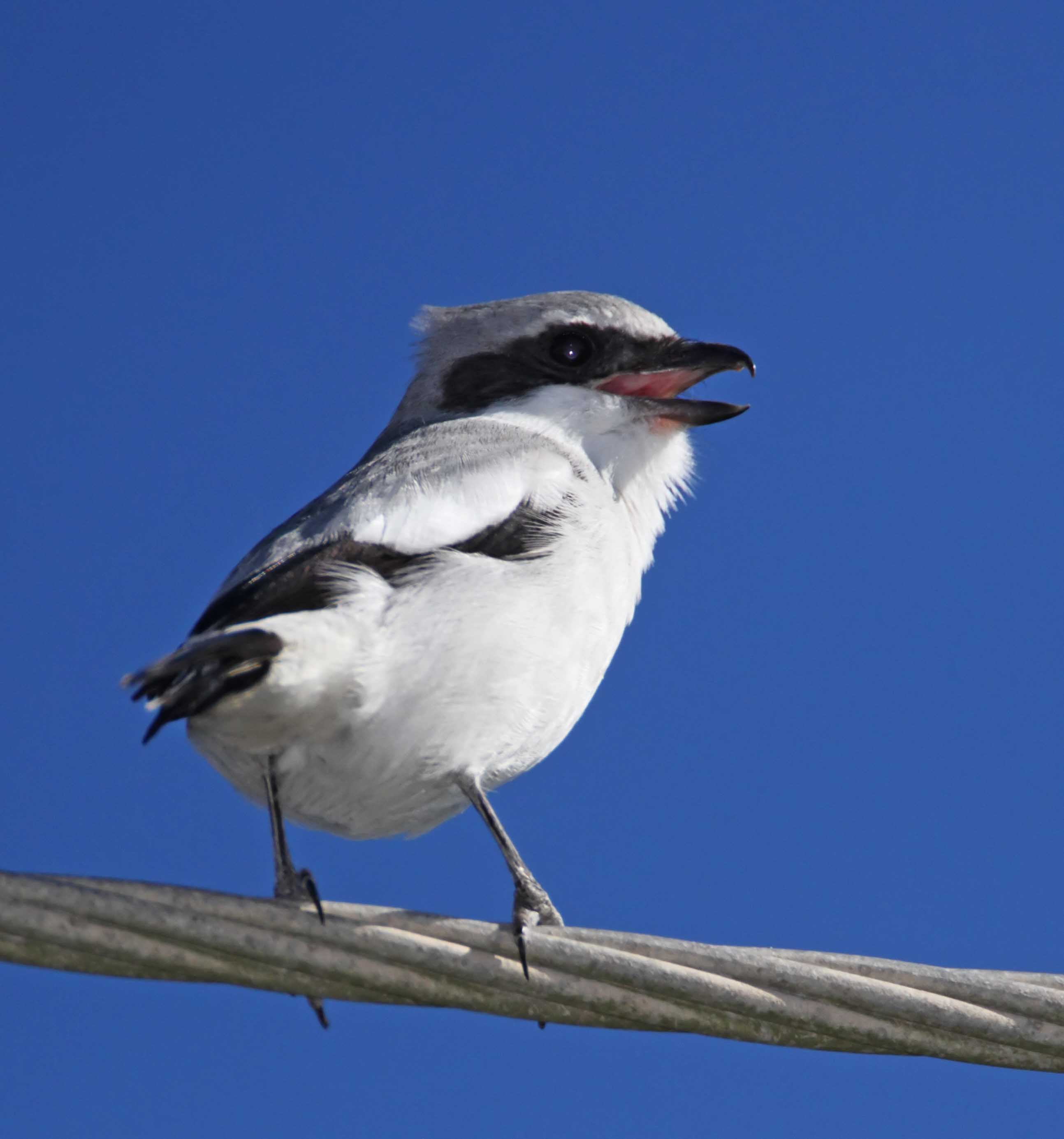 Loggerhead Shrike_2658.jpg