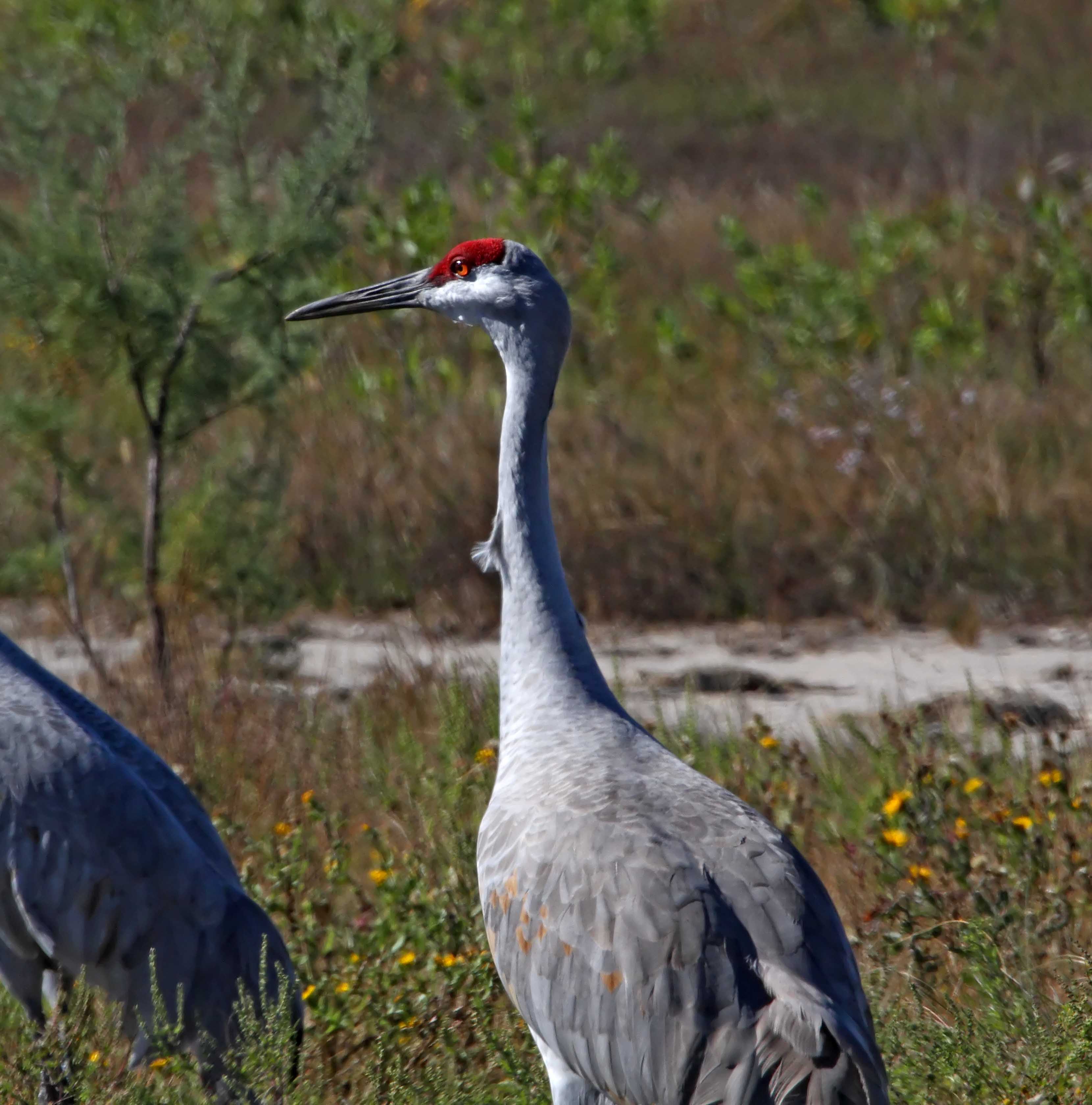 Sandhill Crane - adult_2685.jpg