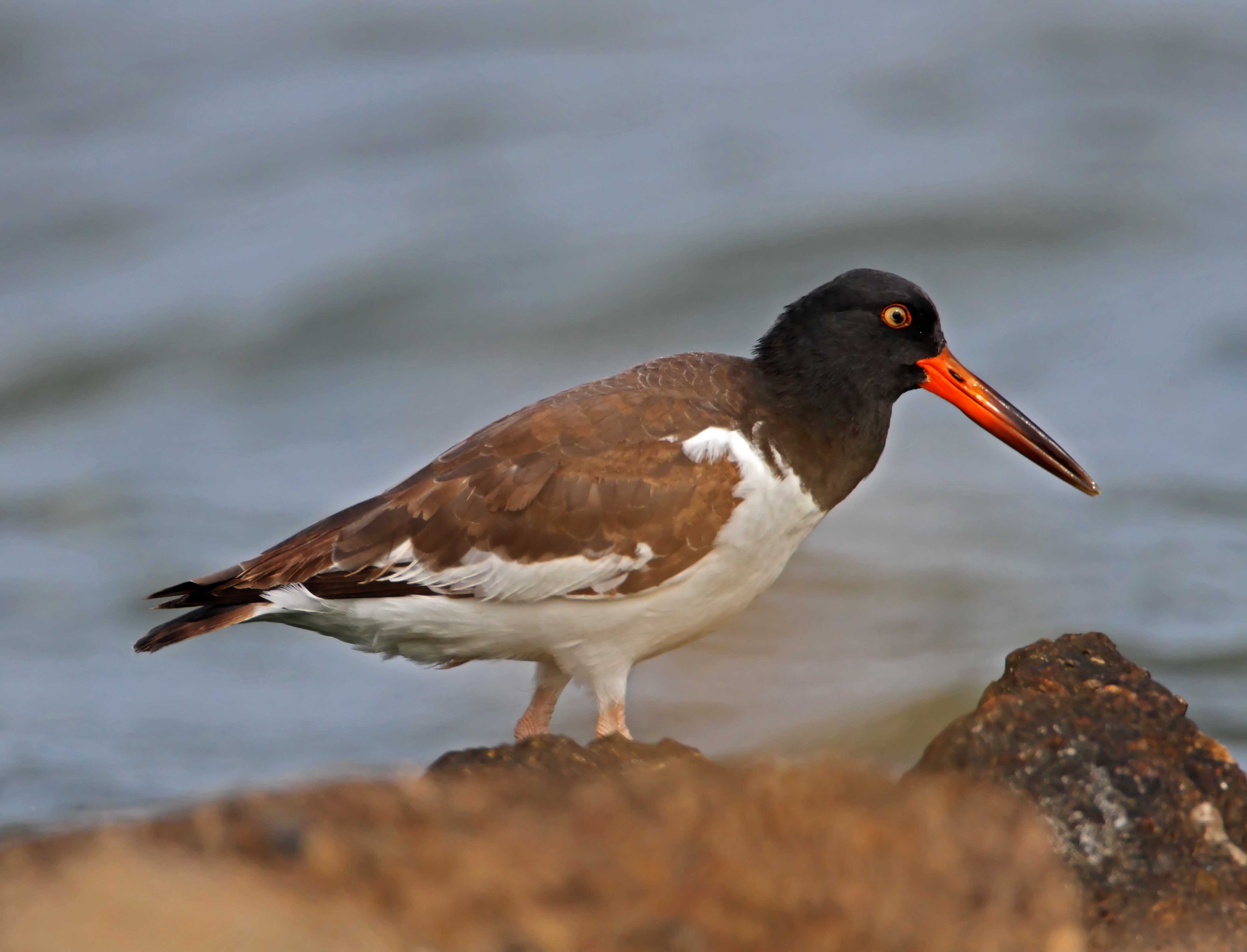 American Oystercatcher - juvenile_2918.jpg