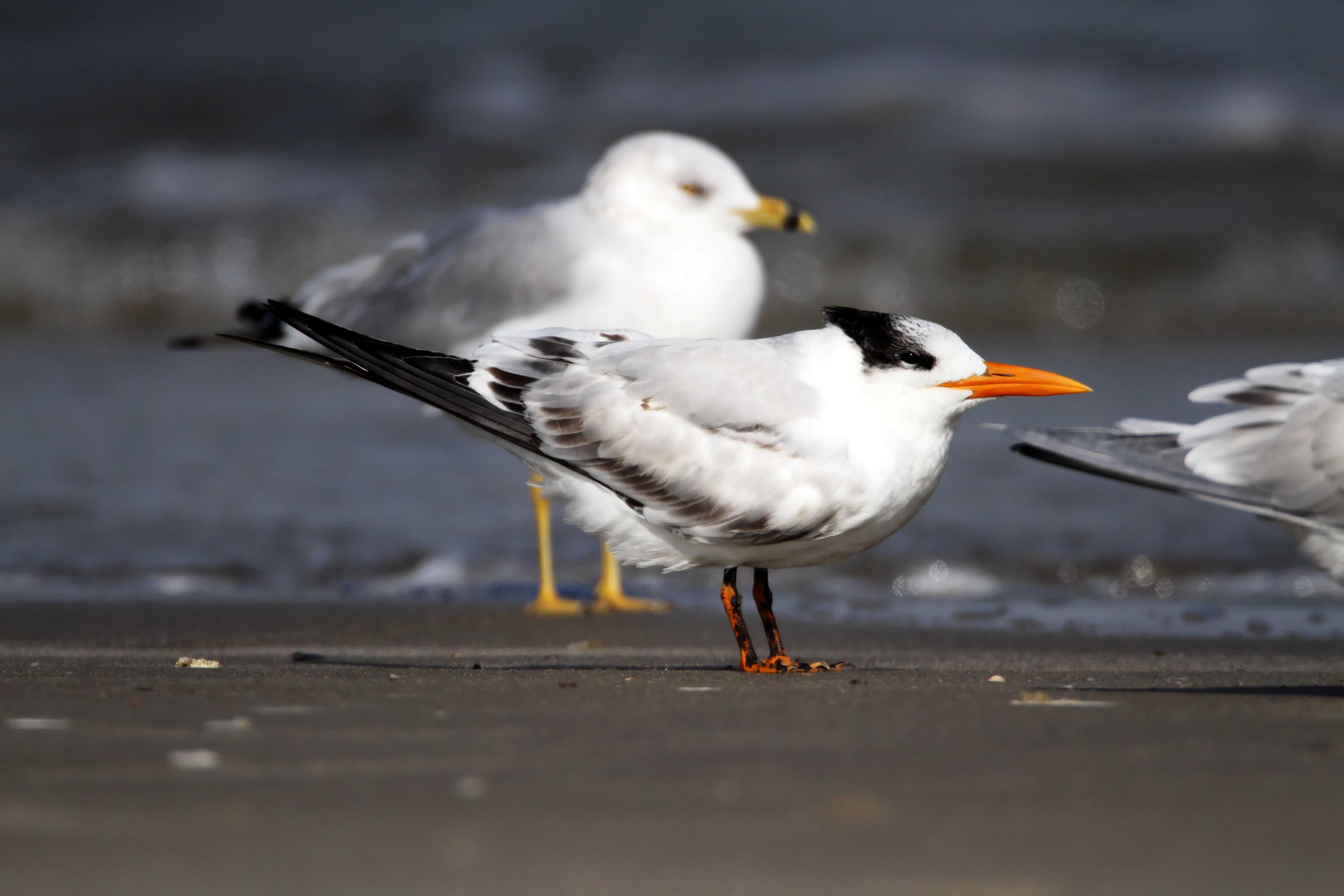 Royal Tern - juvenile molting_2994.jpg
