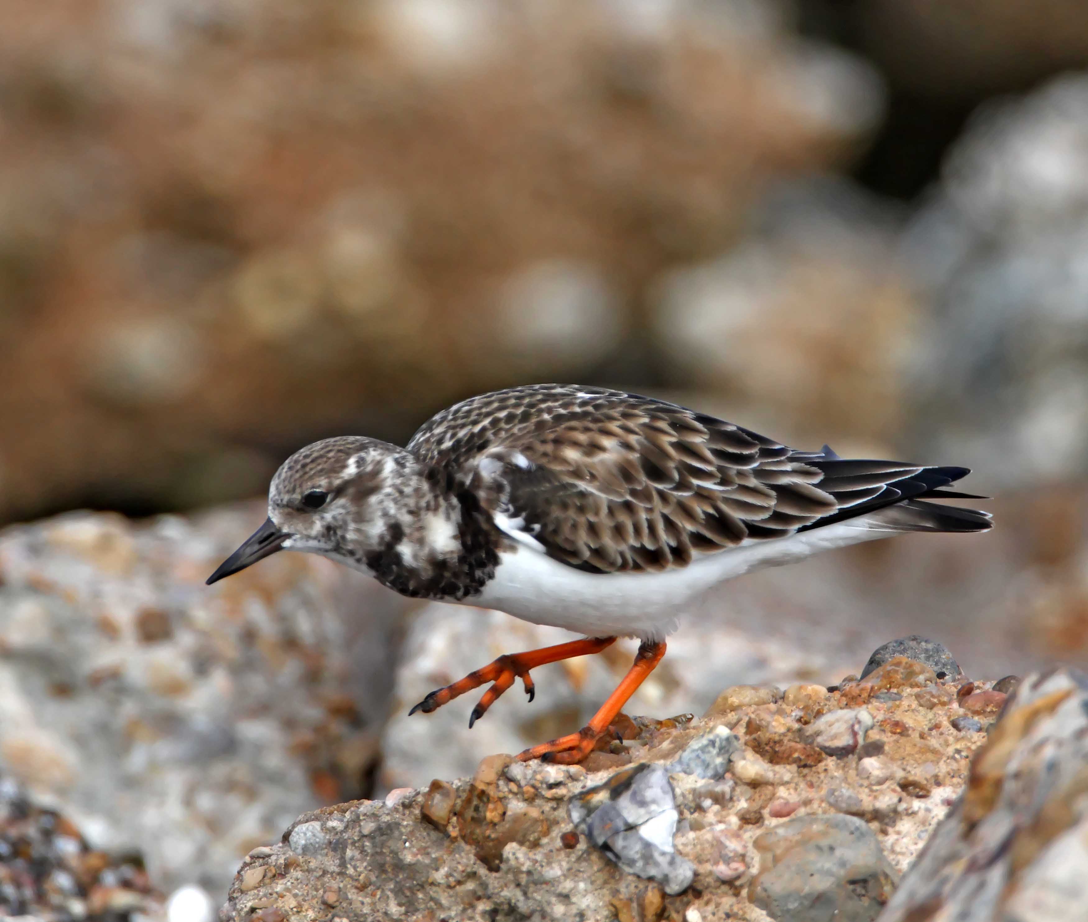 Ruddy Turnstone_2933.jpg