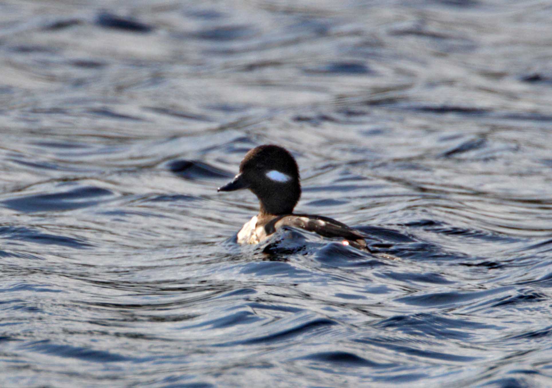 Bufflehead_2771.jpg