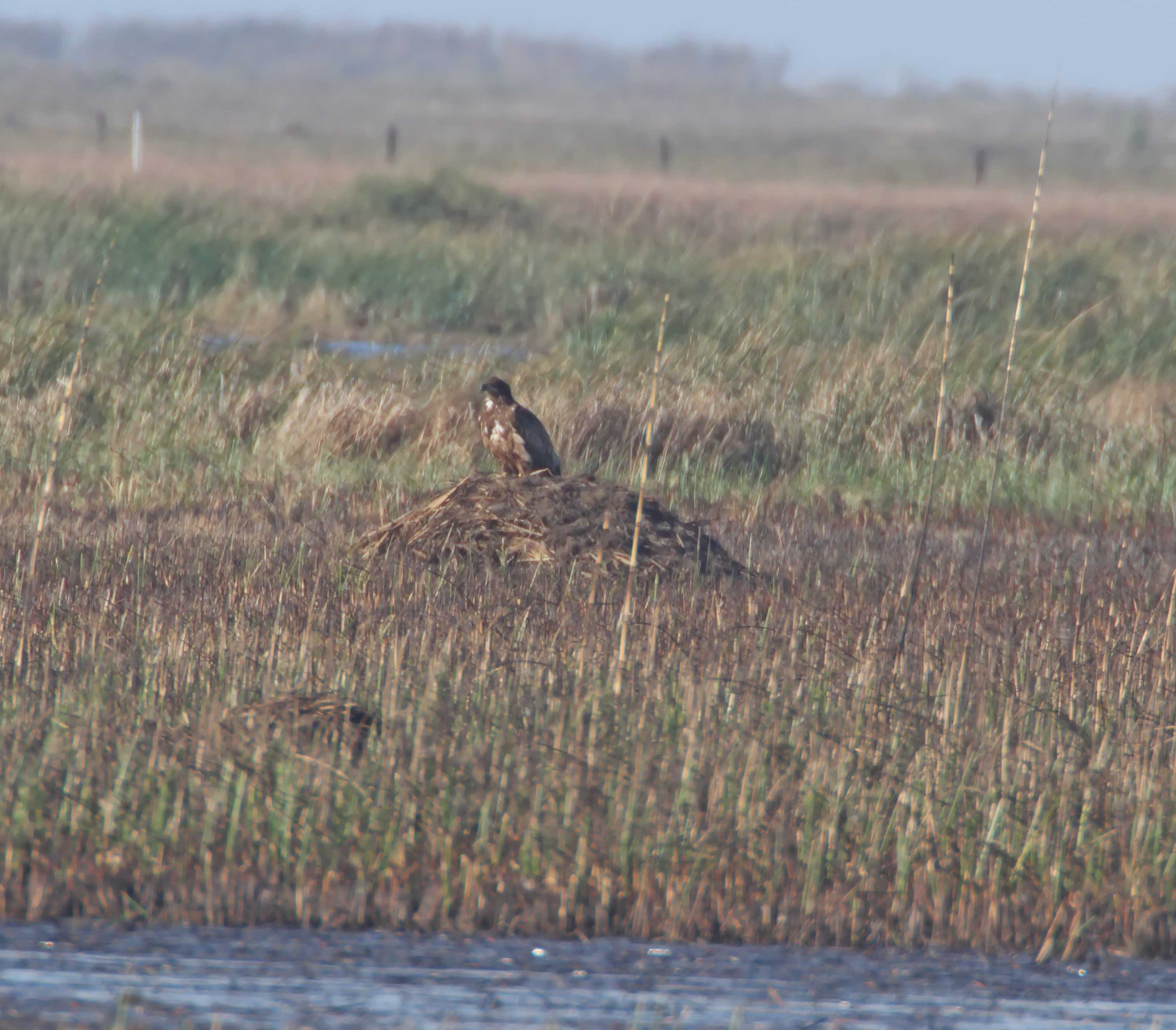 Bald Eagle_3340.jpg