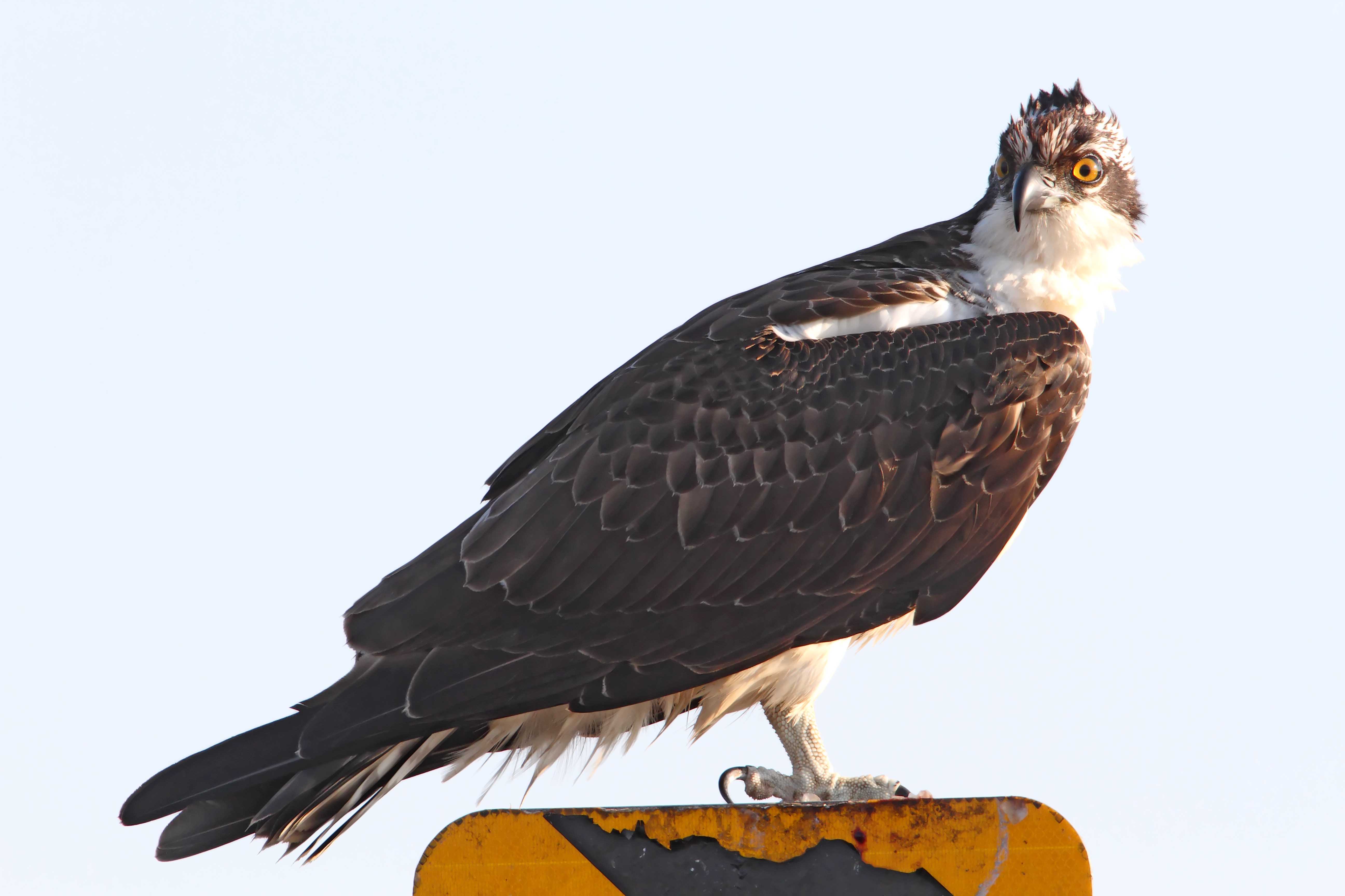 Osprey_3145.jpg