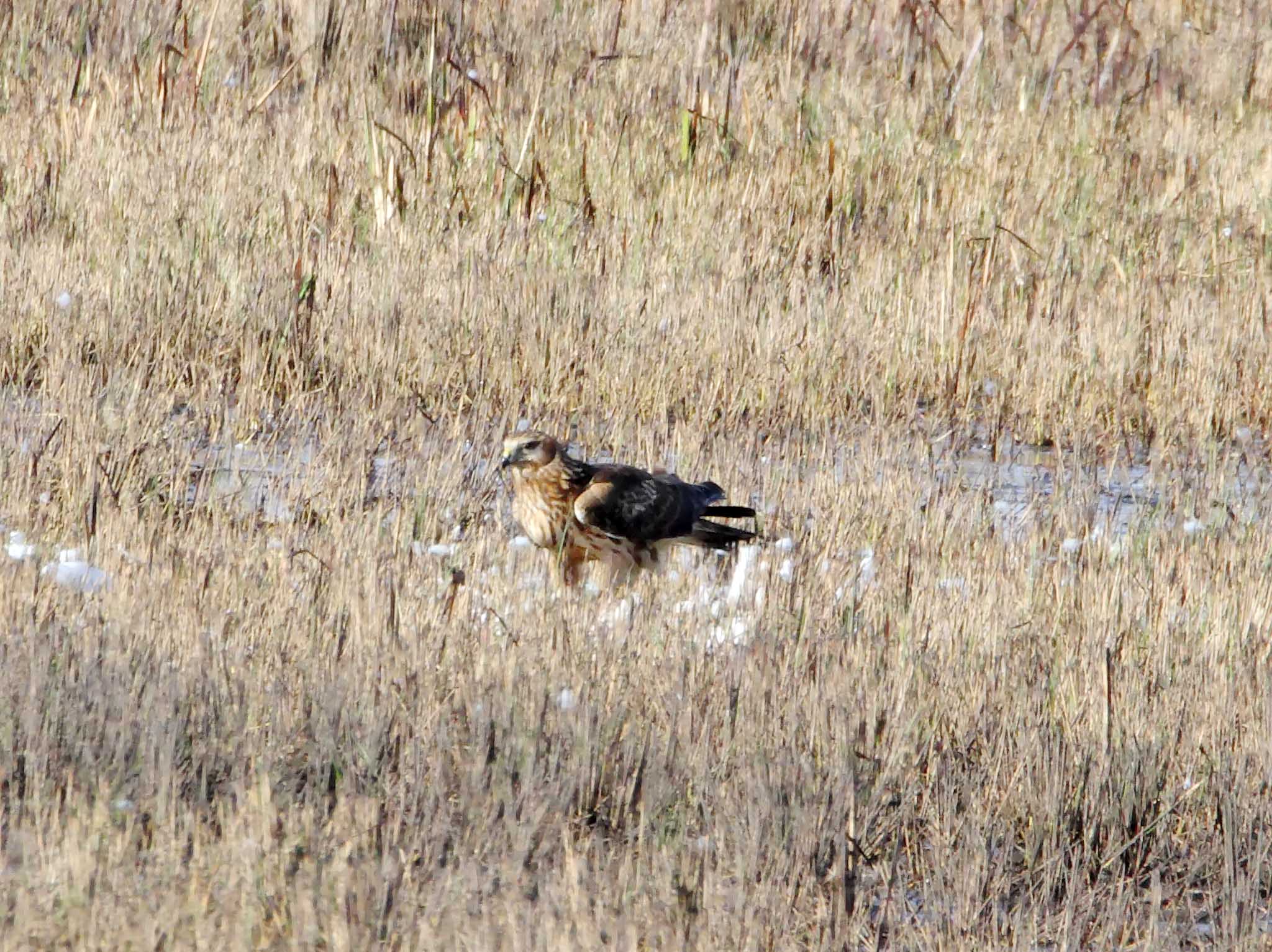 Northern Harrier - female_3384.jpg