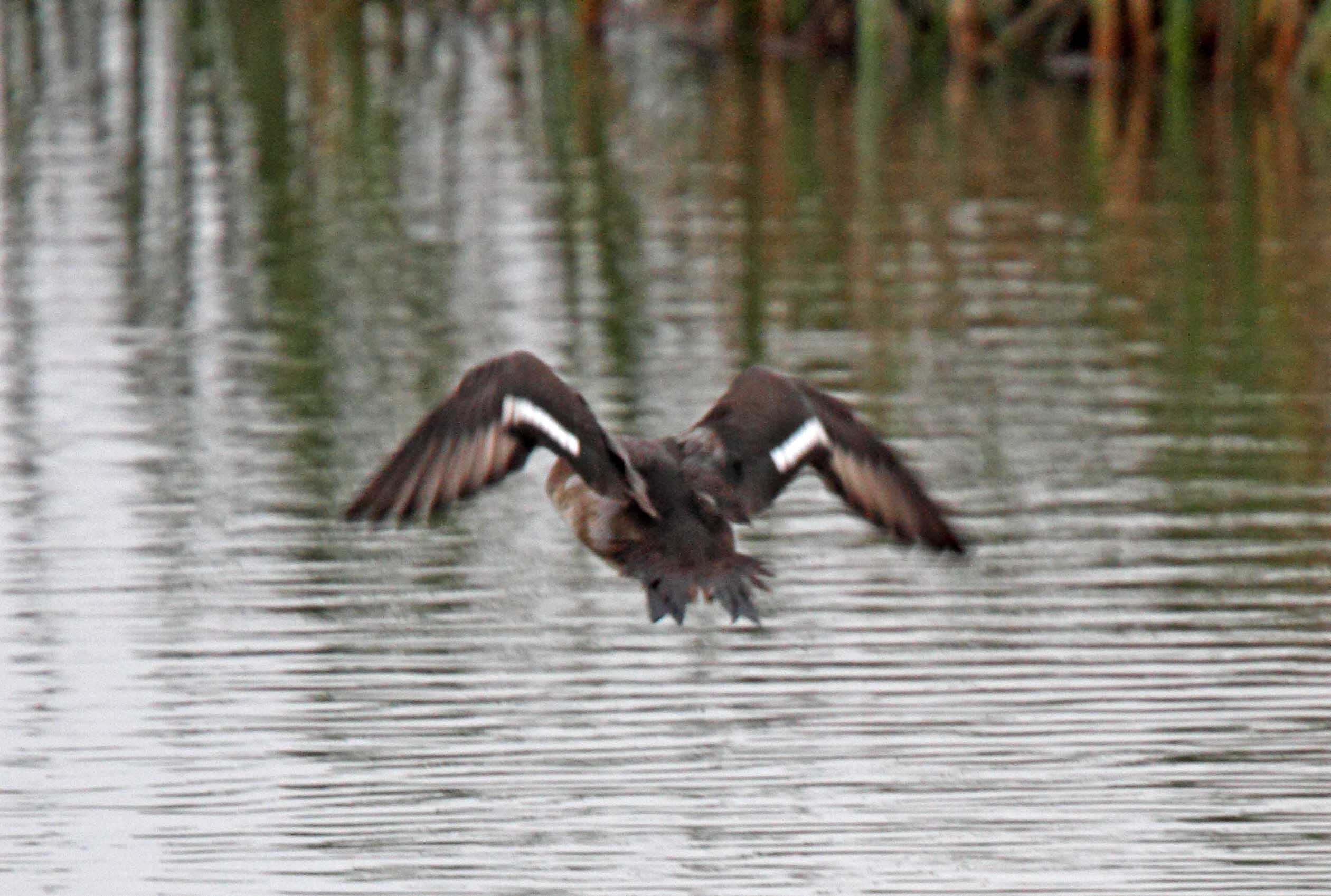 Lesser Scaup - wing pattern_3957.jpg