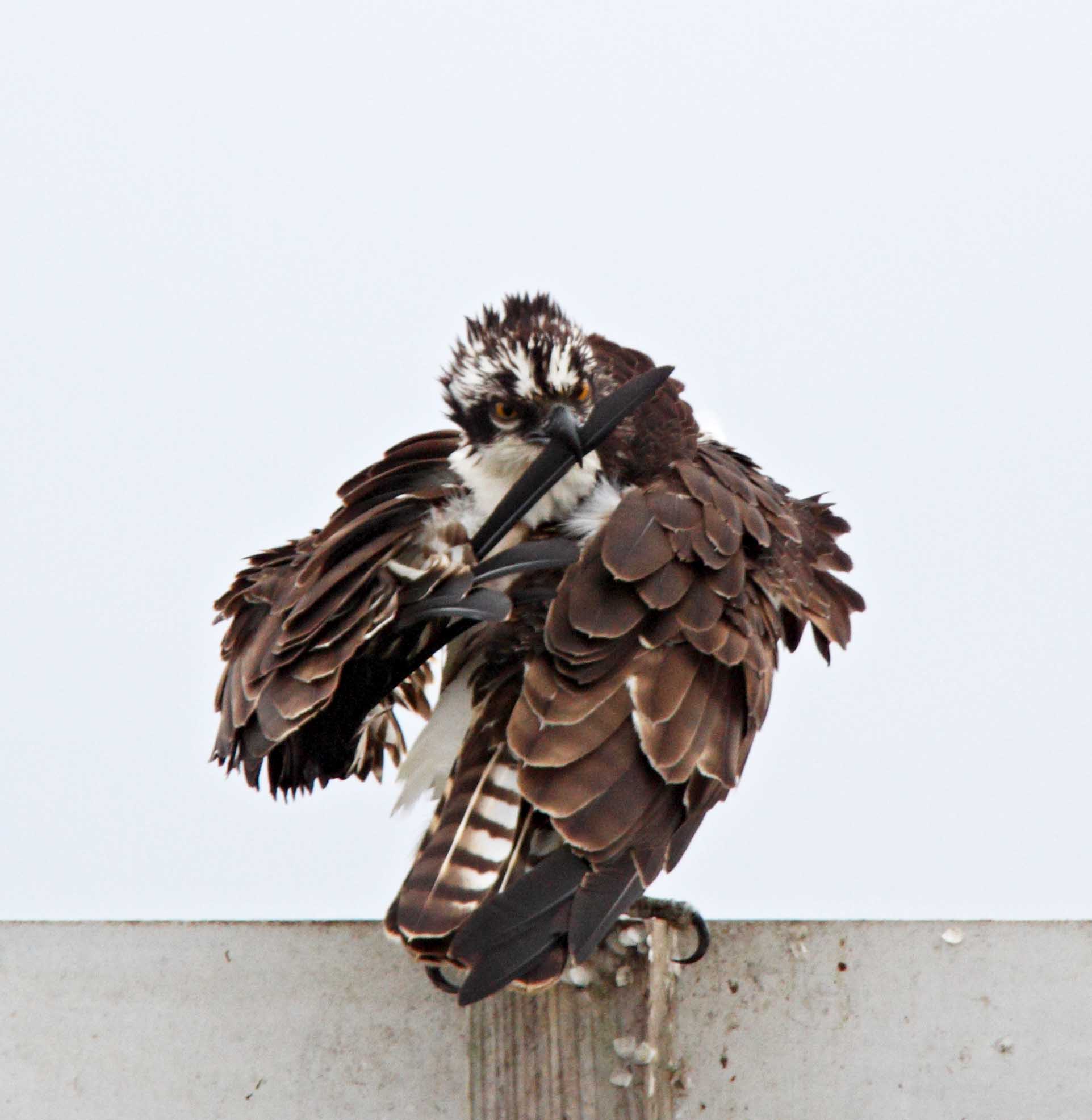 Osprey_3973.jpg