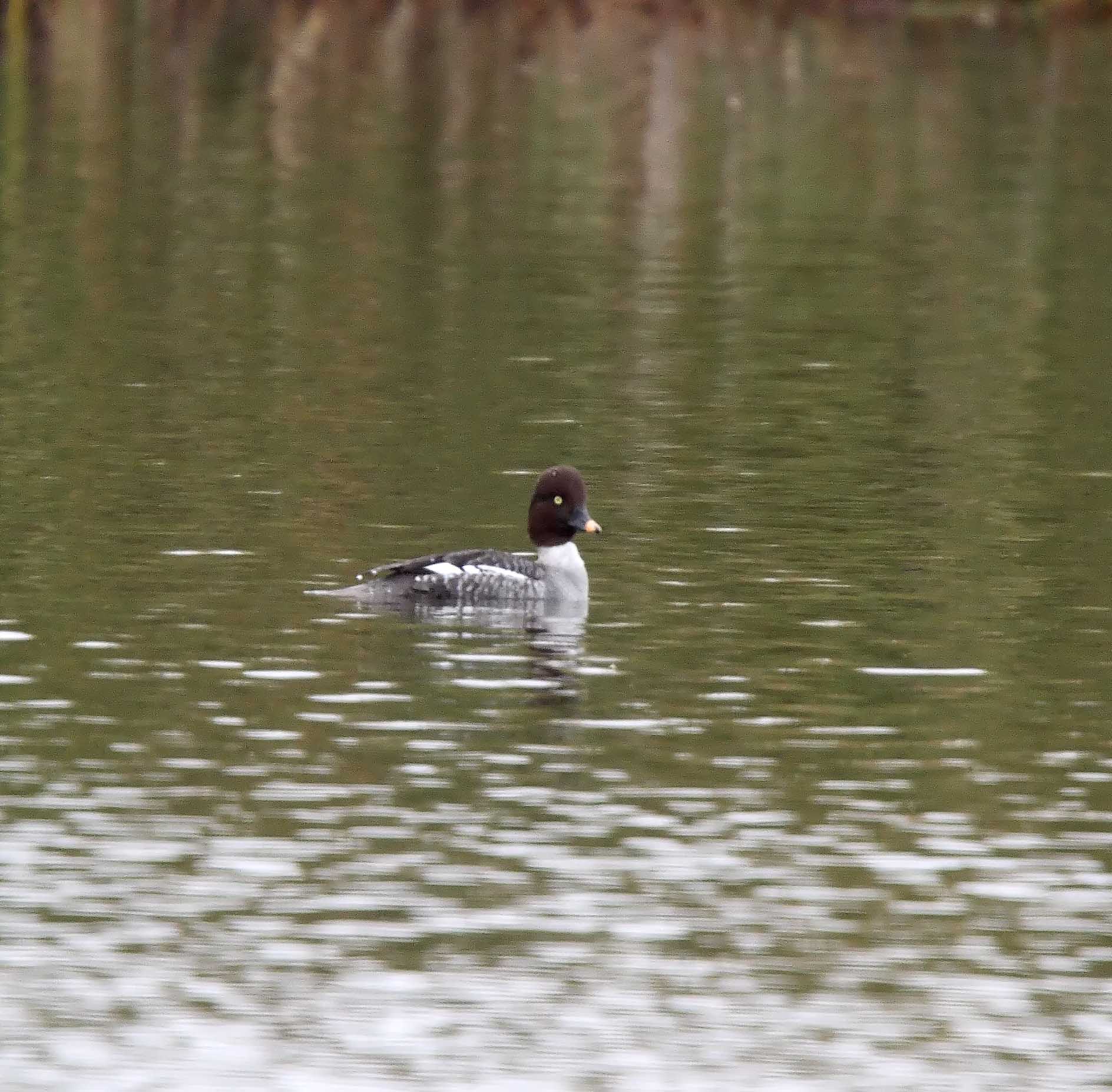 Common Goldeneye - female_4090.jpg