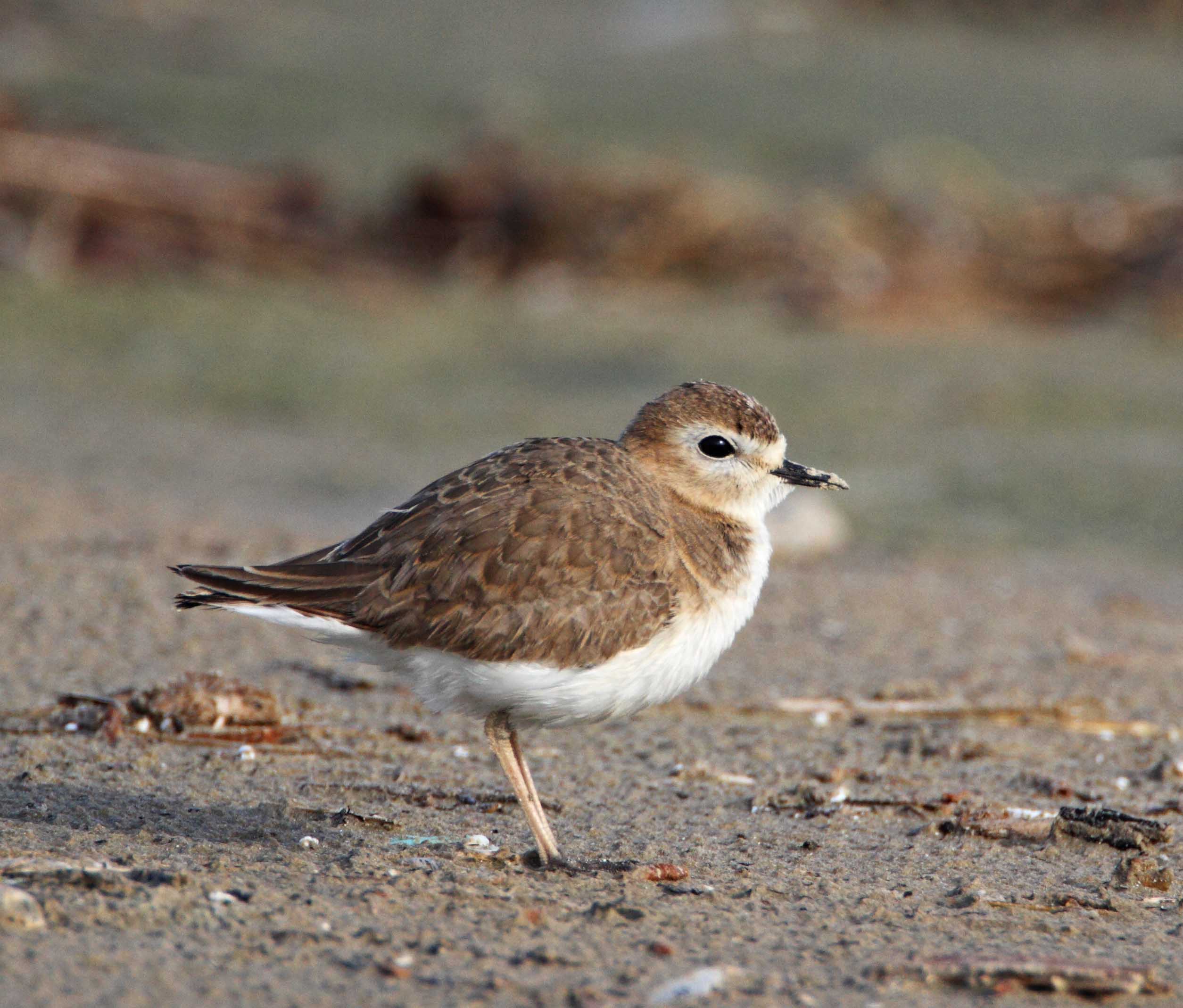 Mountain Plover - non-breeding_4187.jpg