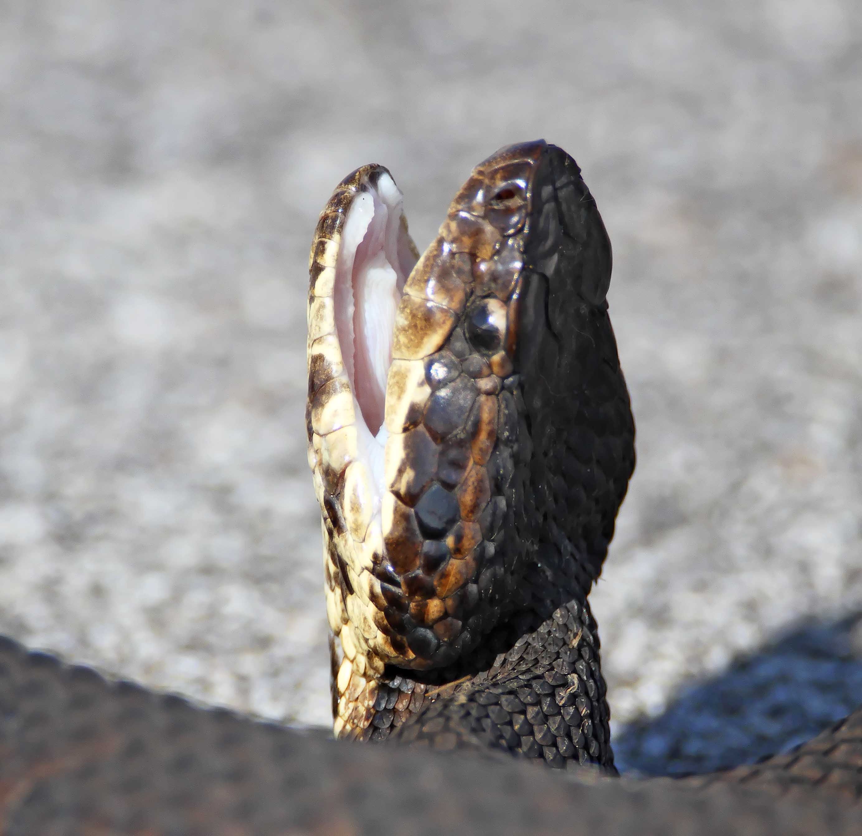 Cottonmouth - detail_3530.jpg