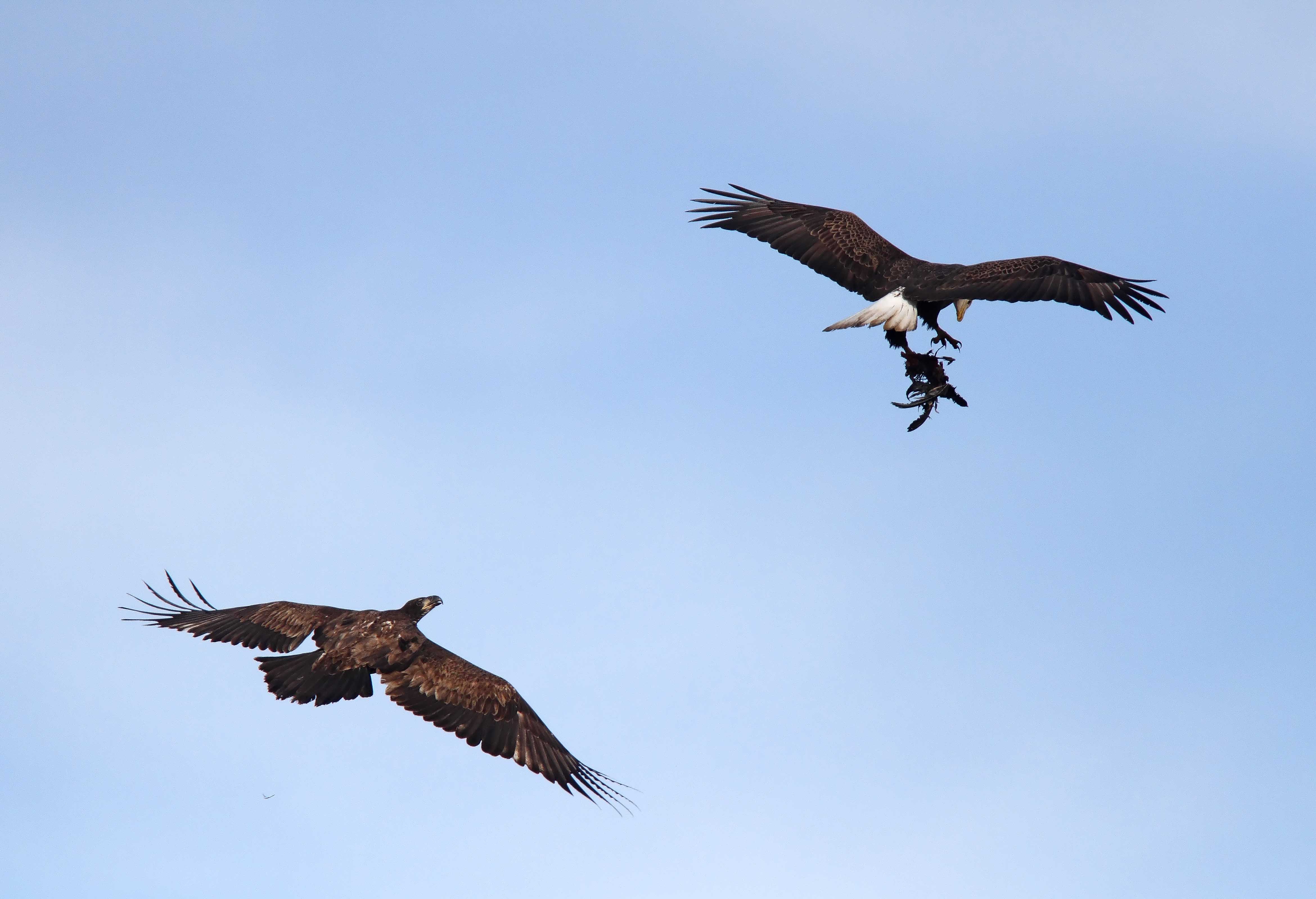 Eagle pair_4397.jpg