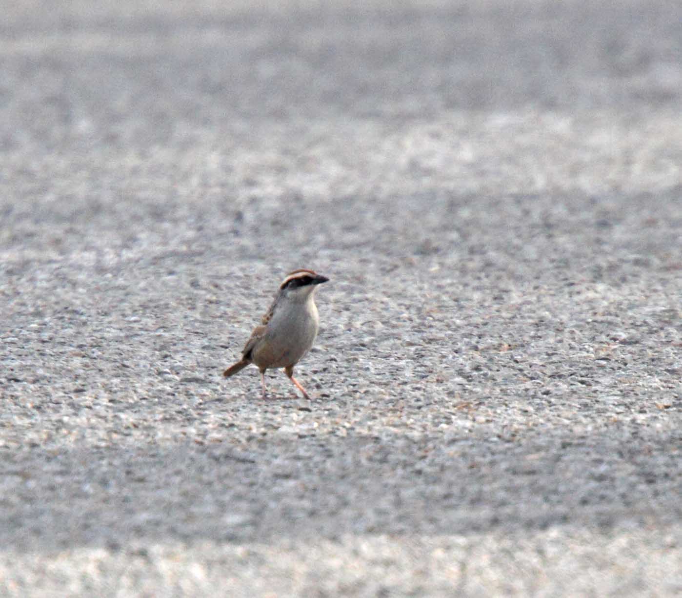 Striped Sparrow_4716.jpg