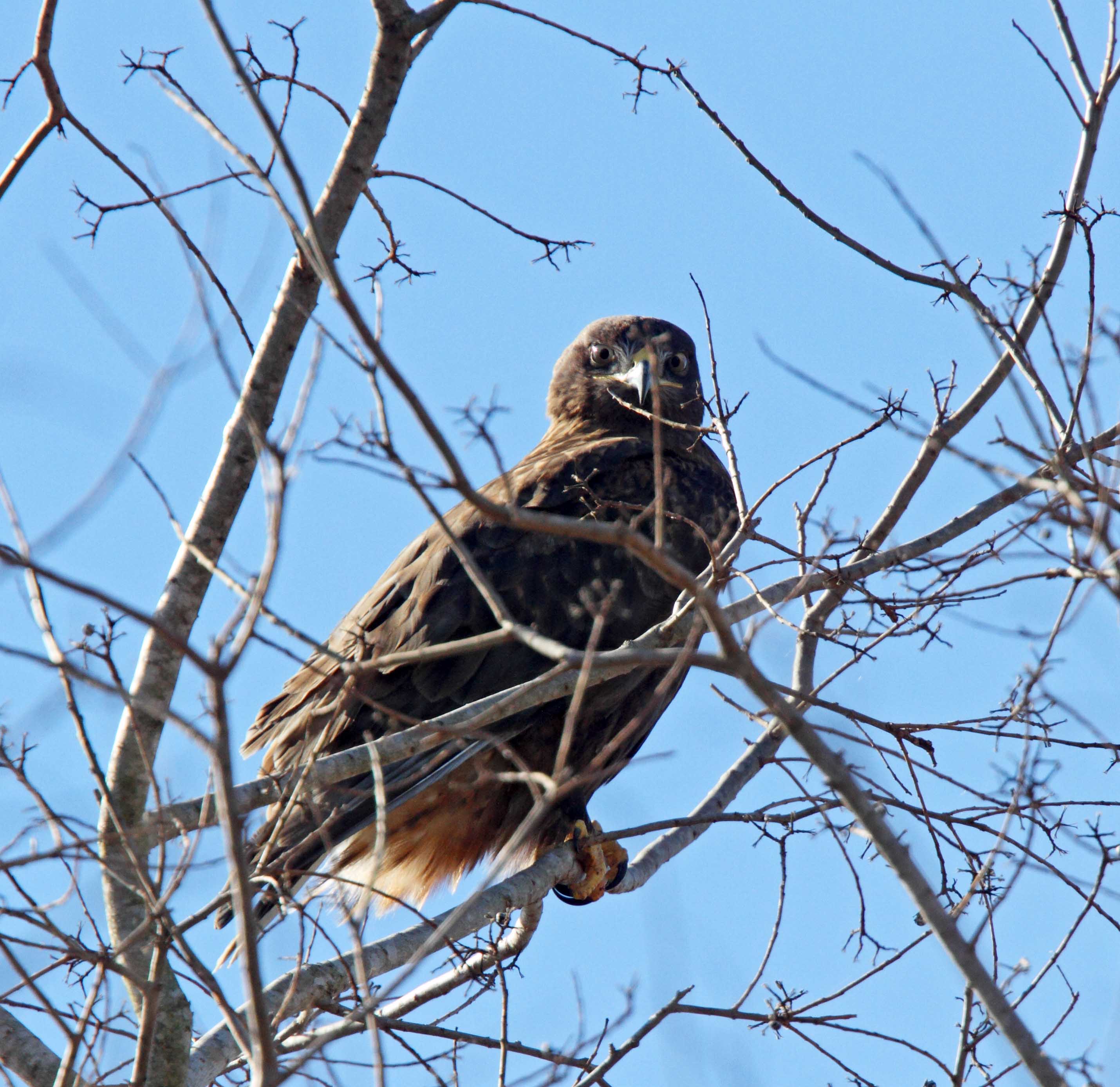 Ferruginous Hawk - dark morph adult_5008.jpg
