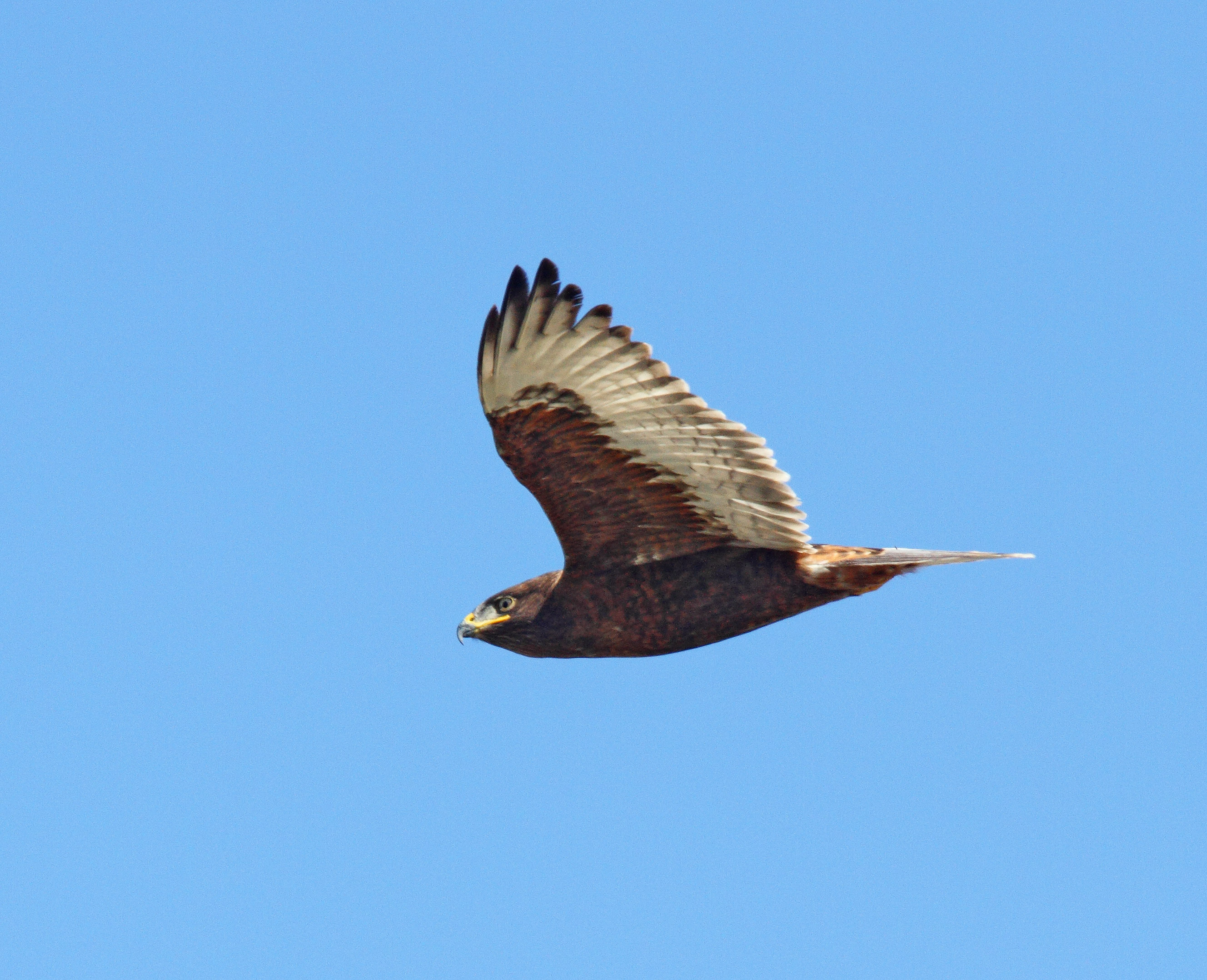 Ferruginous Hawk - dark morph adult_5045.jpg
