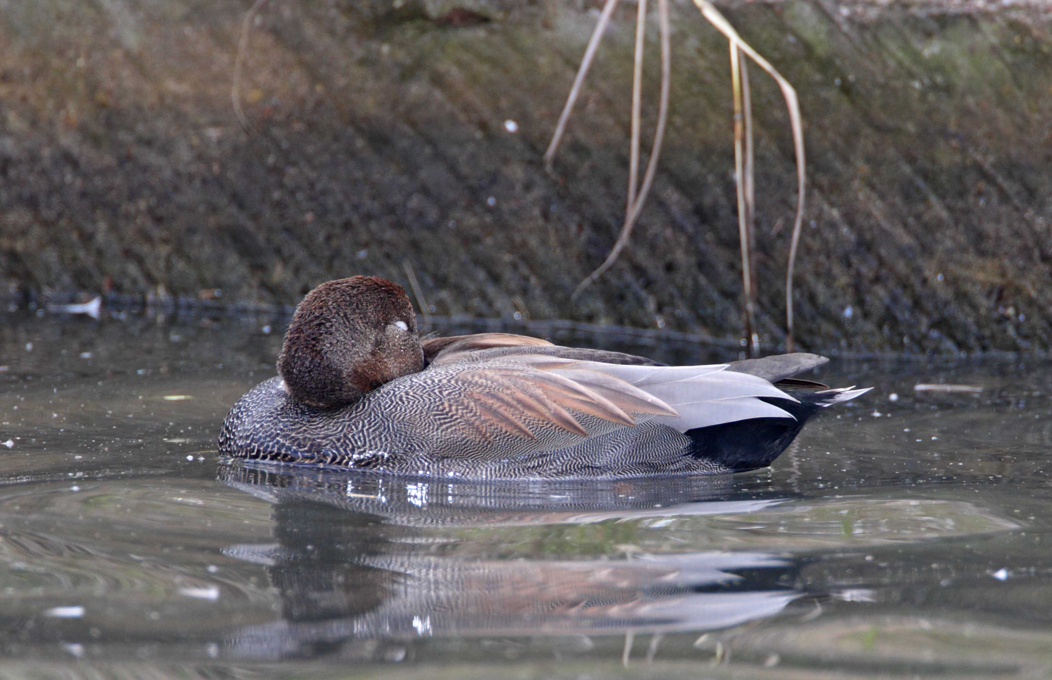 Gadwall_5218.jpg
