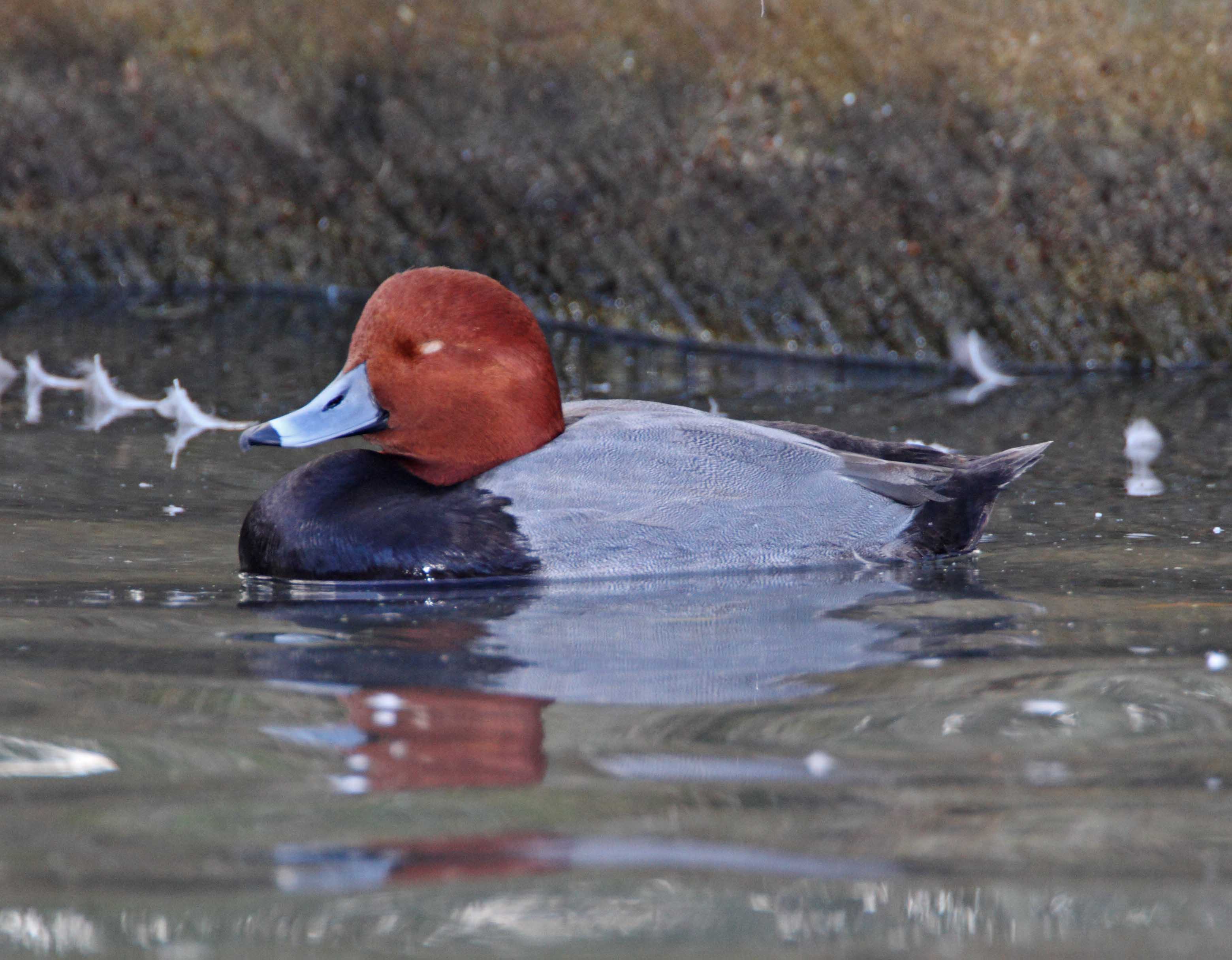 Redhead - male_5206.jpg