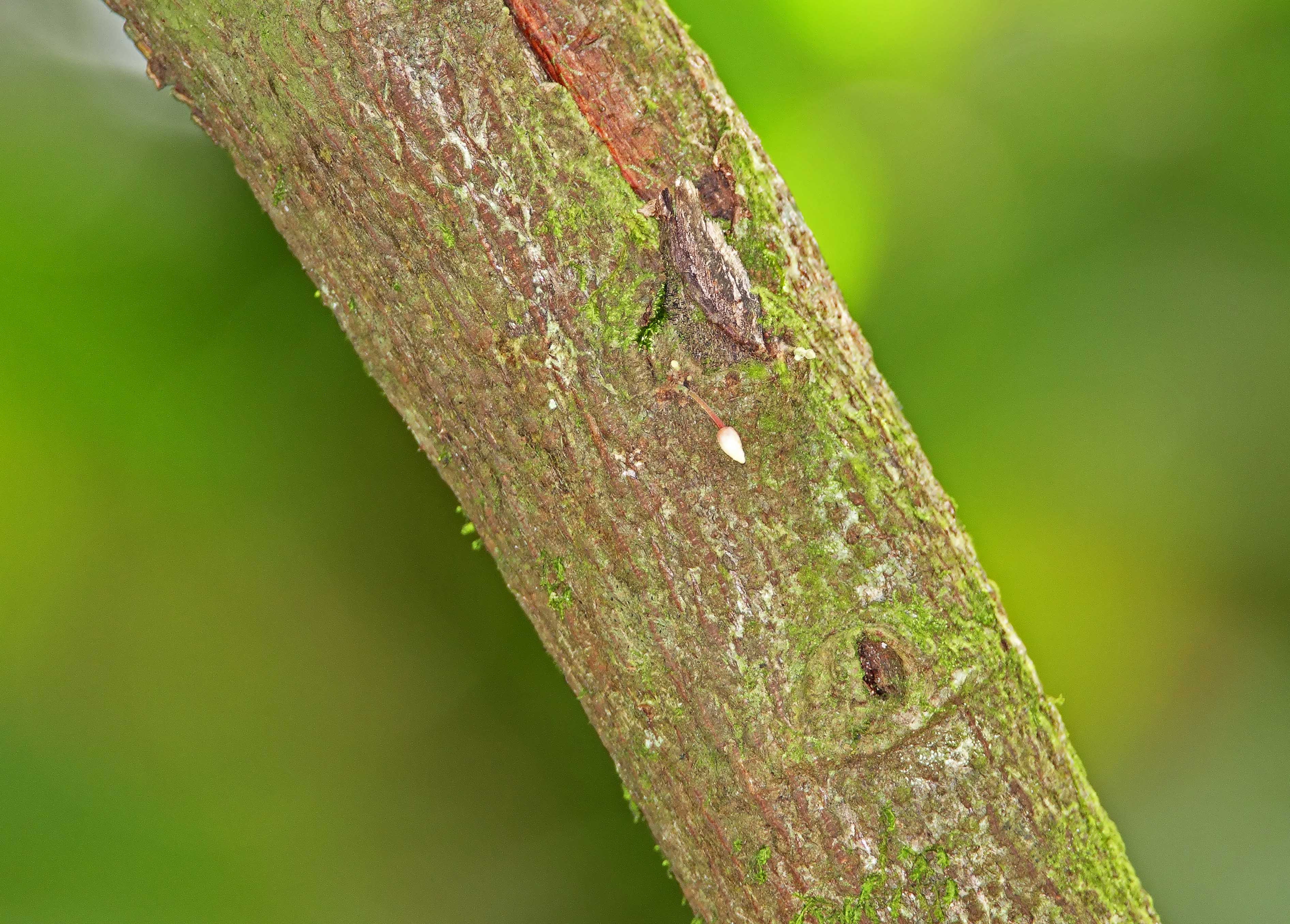 Cocoa flower_2492.jpg