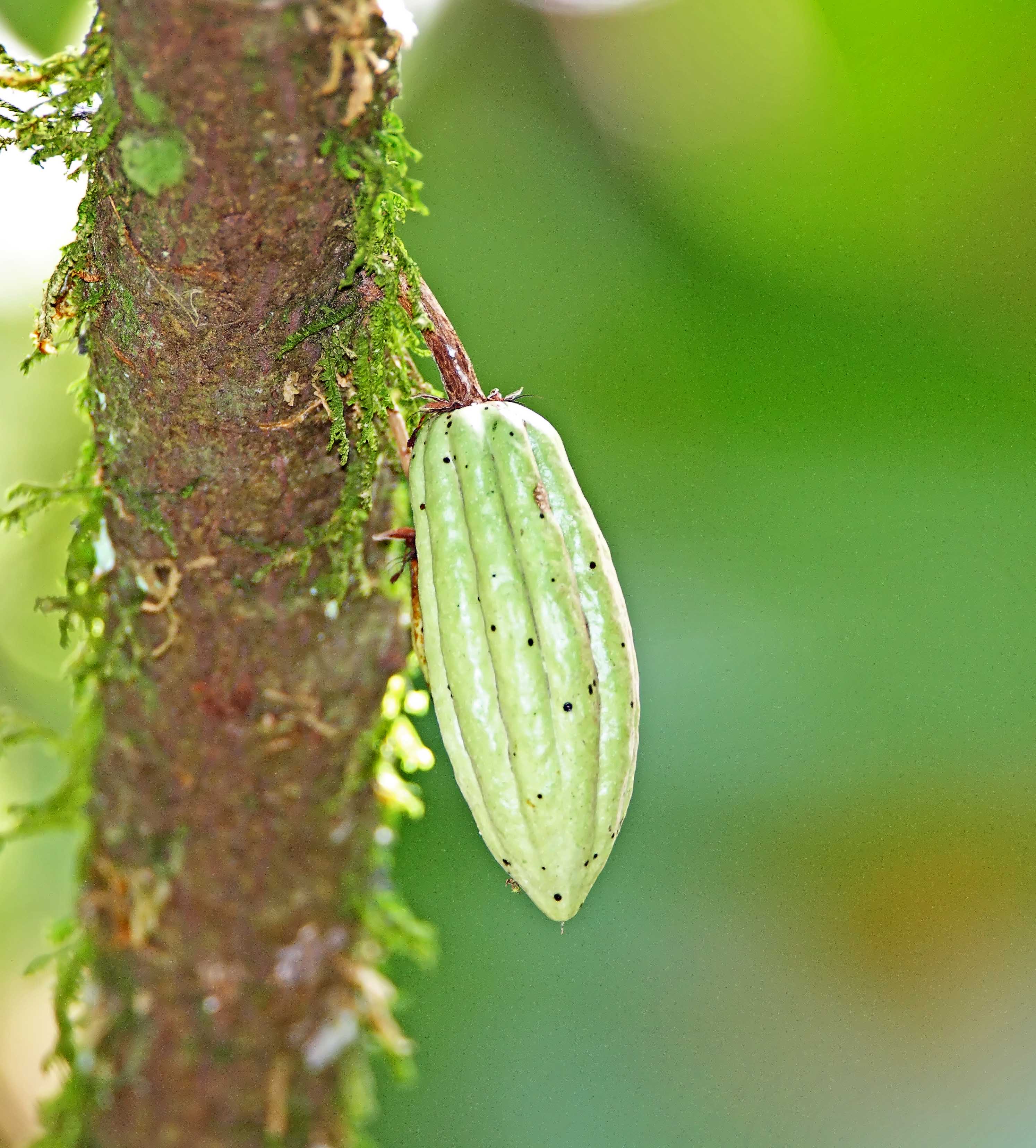 Cocoa pod_2490.jpg