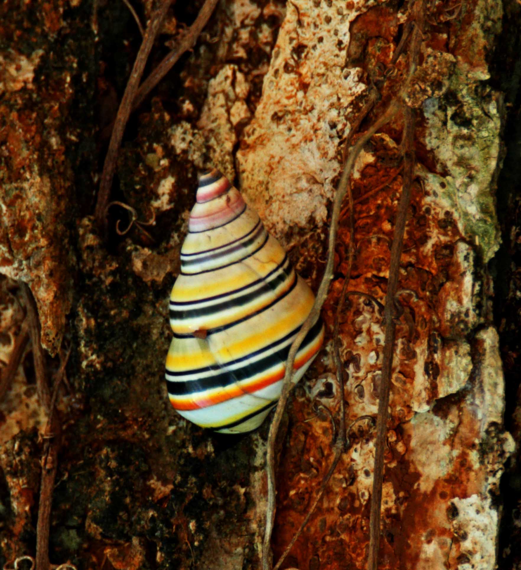 Hispaniolan Land Snail _1646.jpg