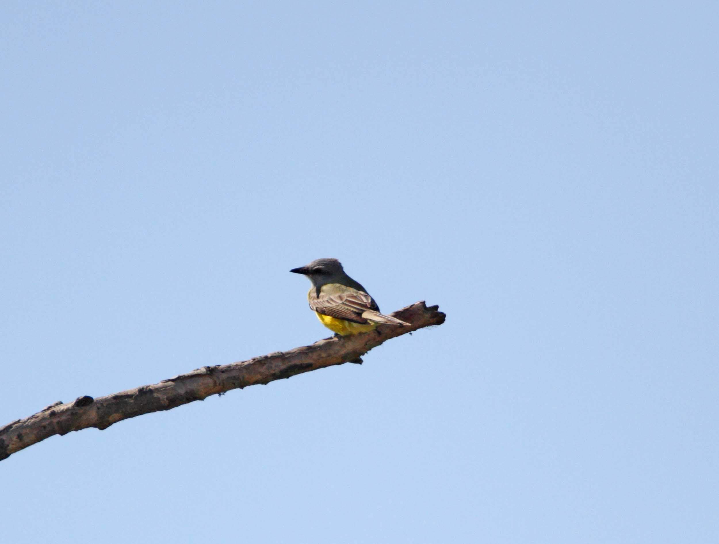 Couchs Kingbird_5306.jpg