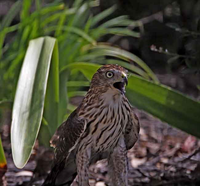 Coopers Hawk - juvenile_6891.jpg