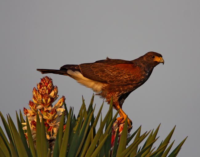 Harriss Hawk -  juvenile_6901.jpg