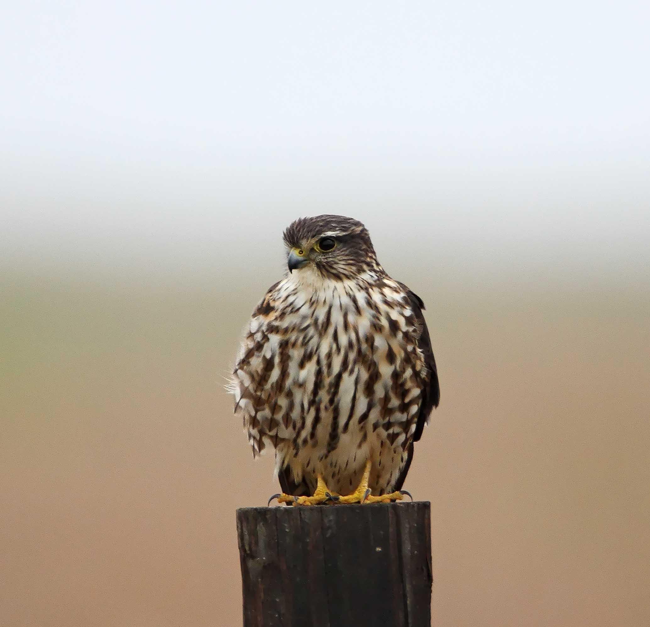 Merlin_5711.jpg