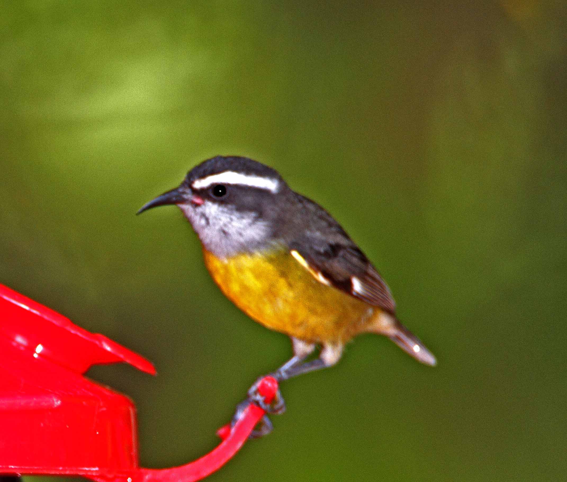 Bananaquit_6033.jpg