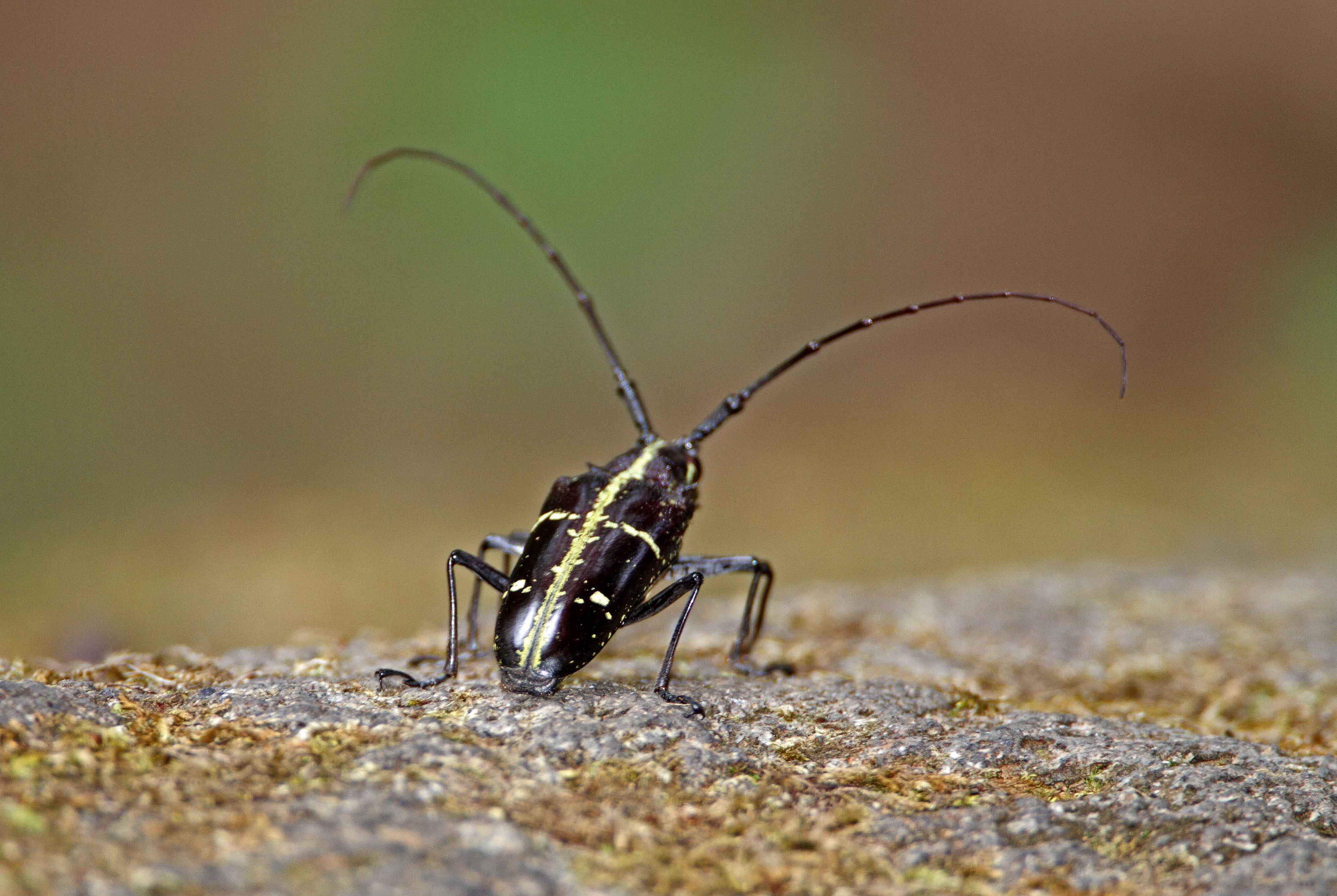 Beetle_6152.jpg