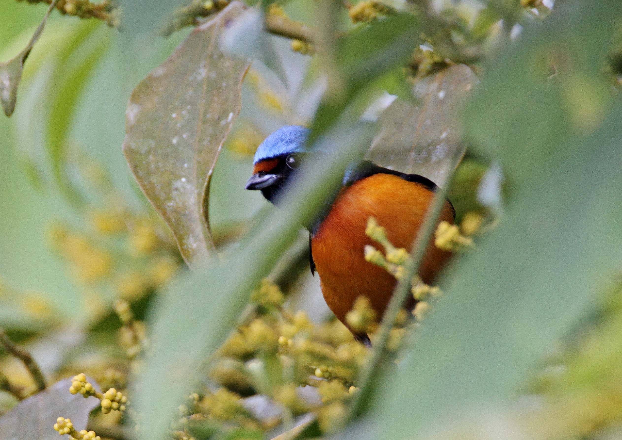 Elegant Euphonia - male_6930.jpg