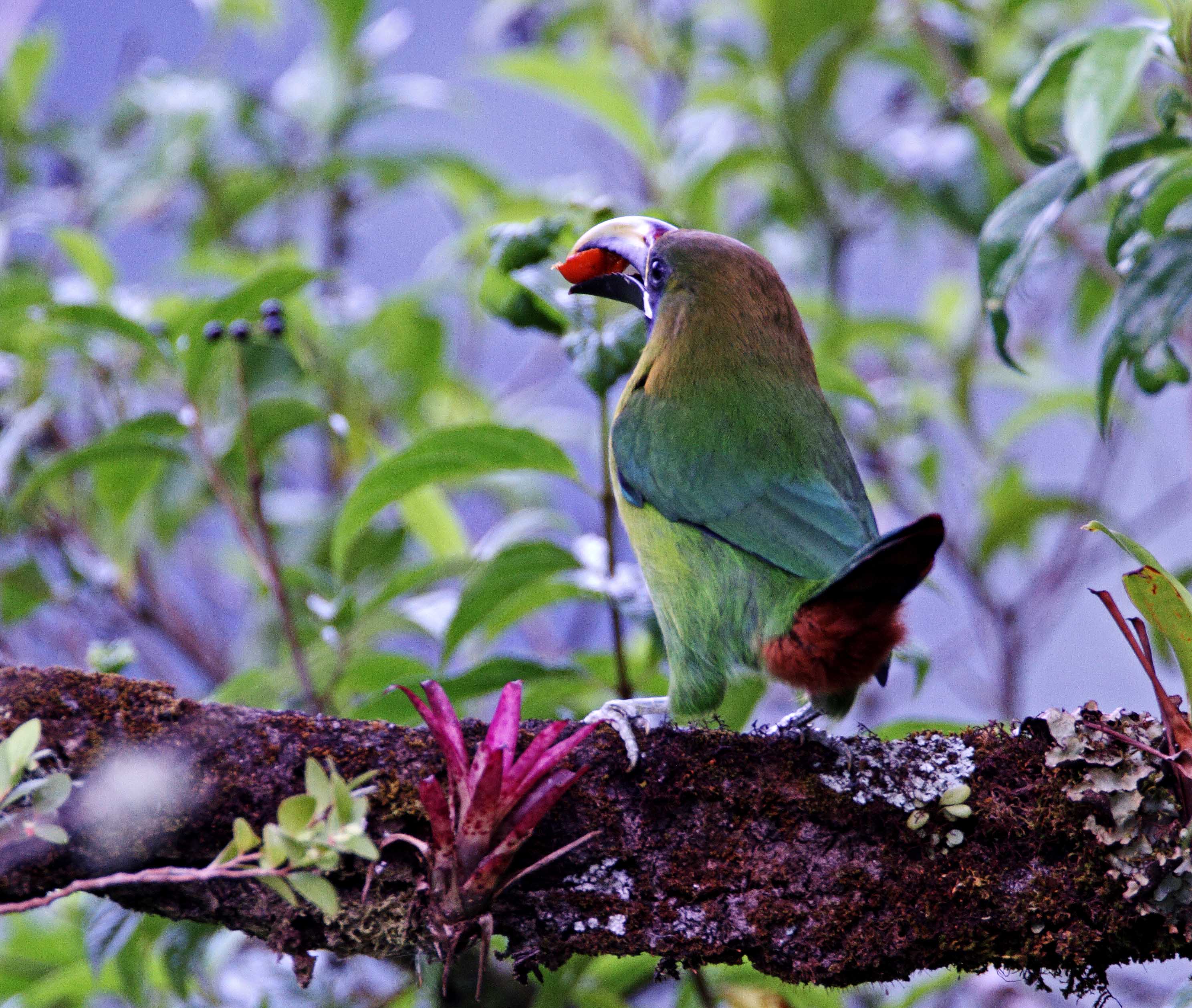 Blue-throated Toucanet_6755.jpg