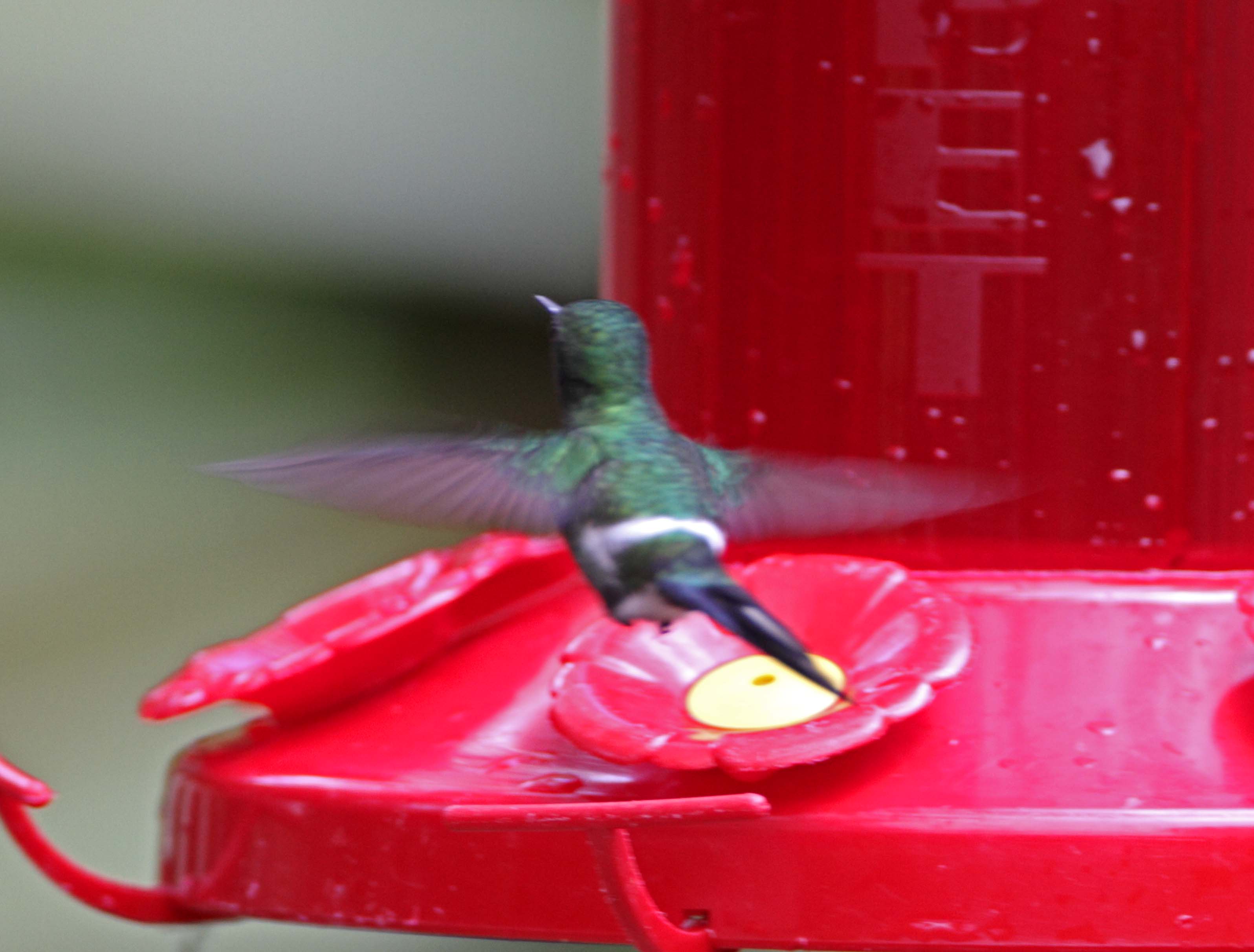 Green Thorntail - male_5979.jpg