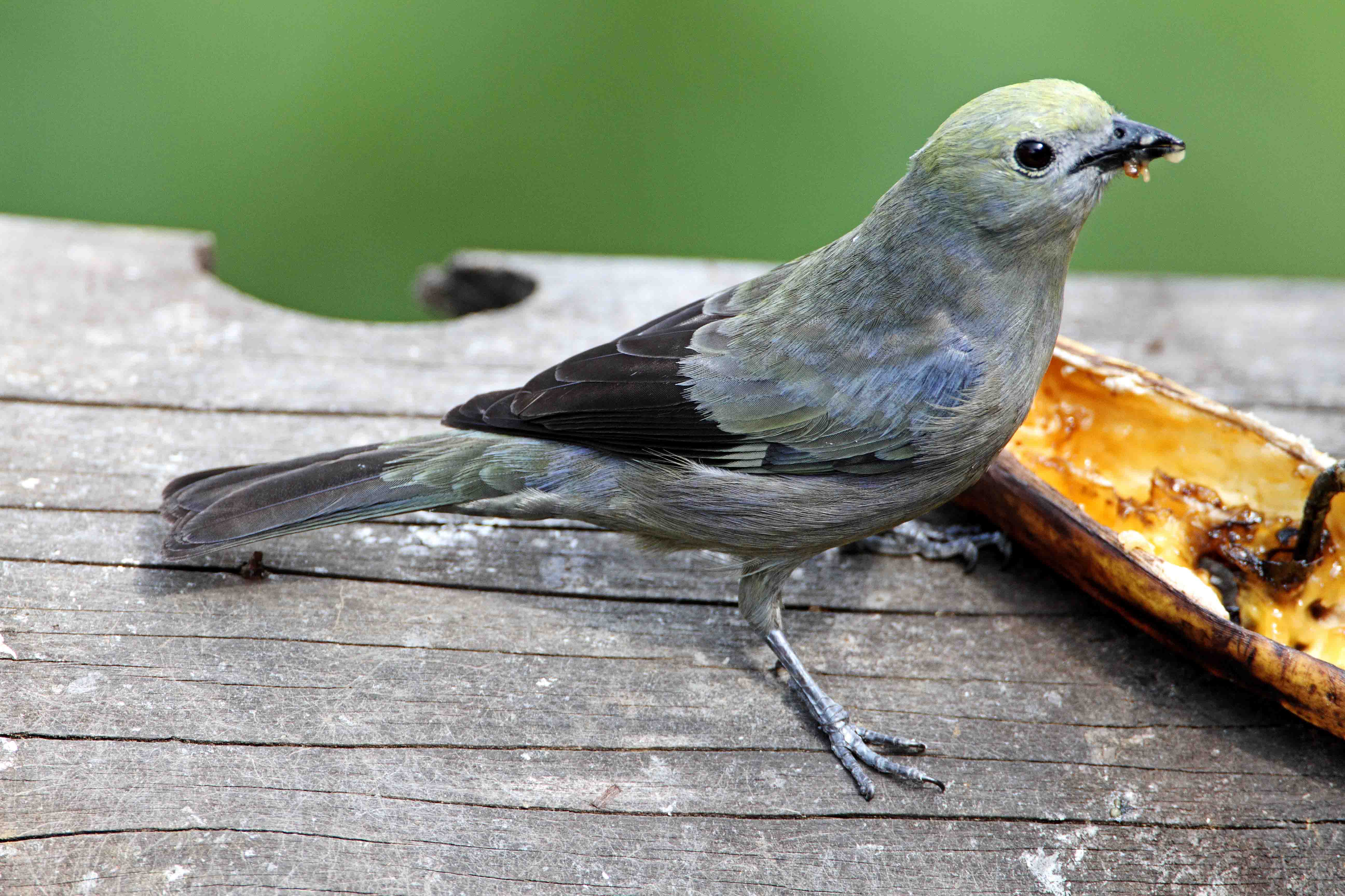 Palm Tanager_6488.jpg