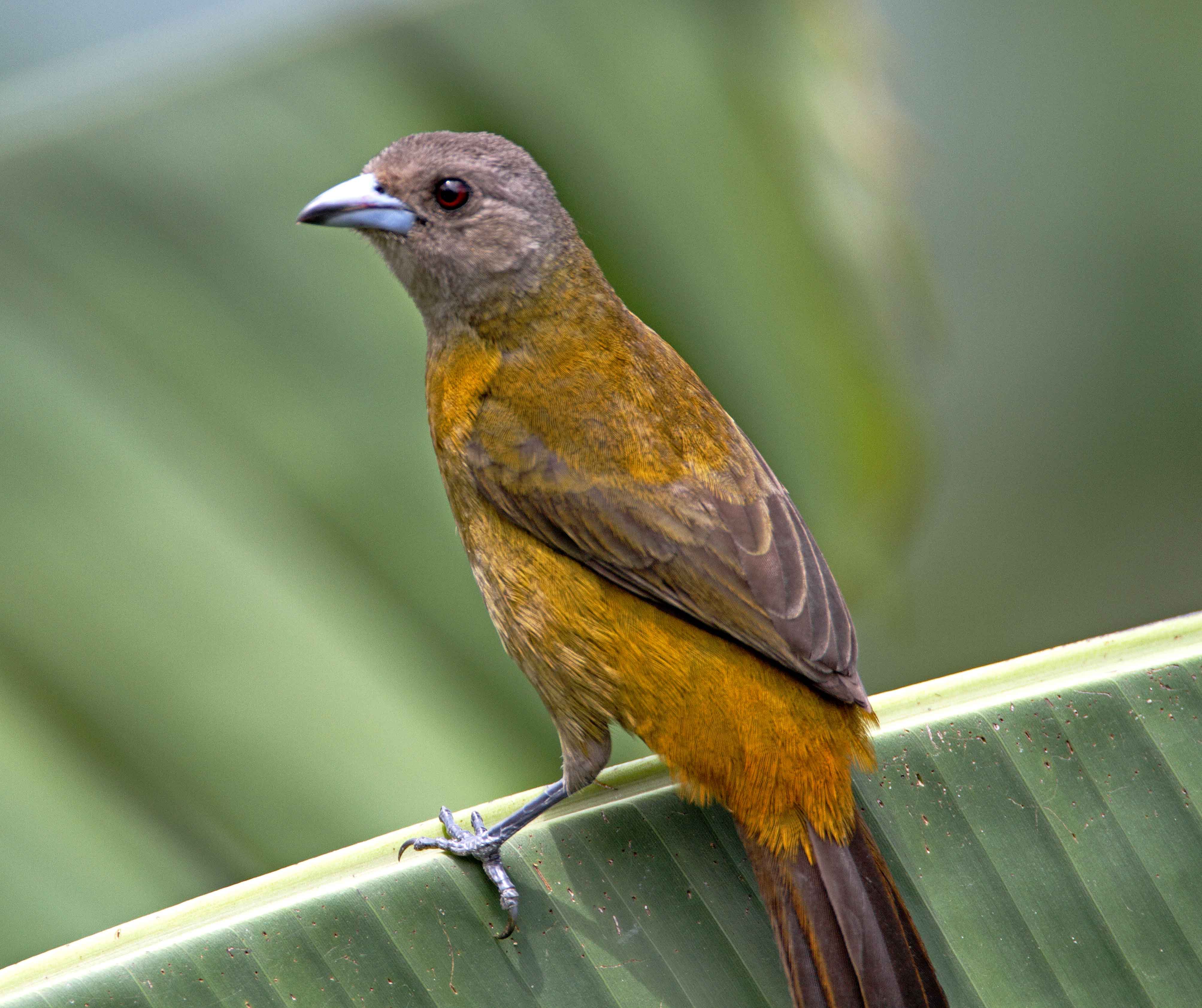 Passerinis Tanager - female_6258.jpg