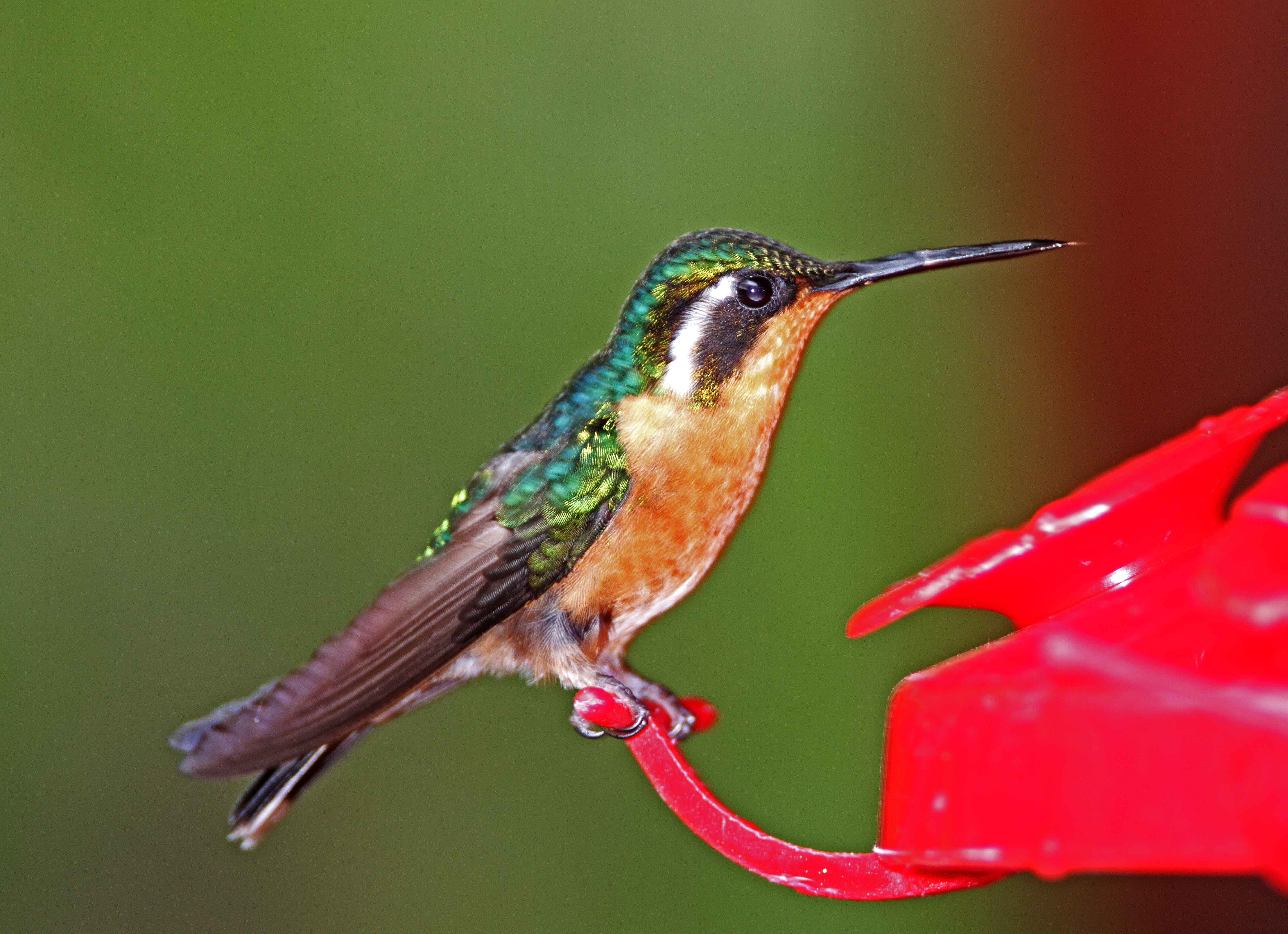 Purple-throated Mountain-gem - female_5974.jpg