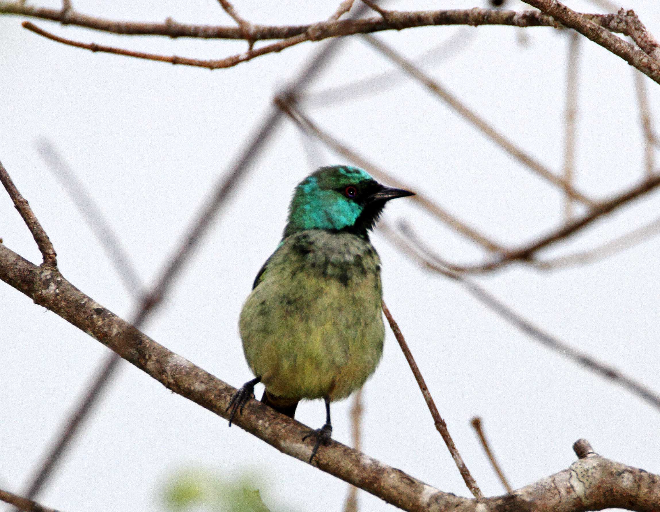 Scarlet-thighed Dacnis - juvenile male_6842.jpg