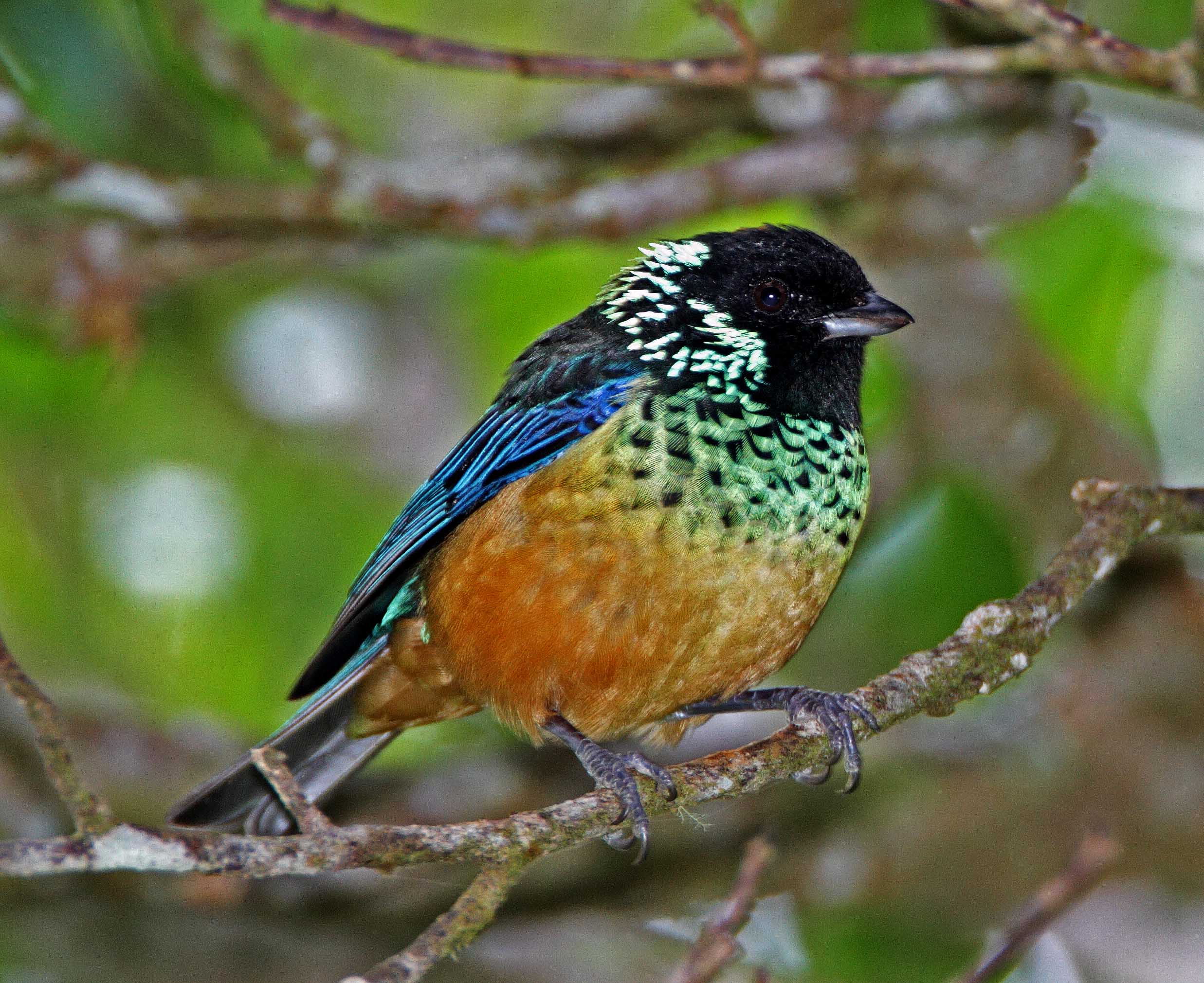 Spangle-cheeked Tanager_7153.jpg