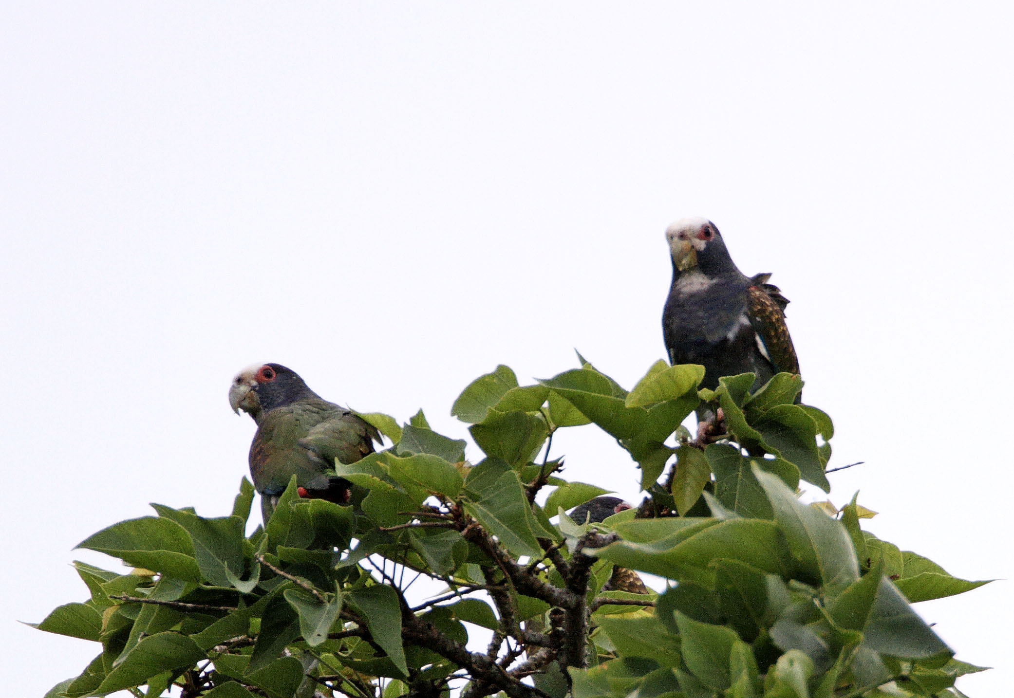White-crowned Parrot_7048.jpg