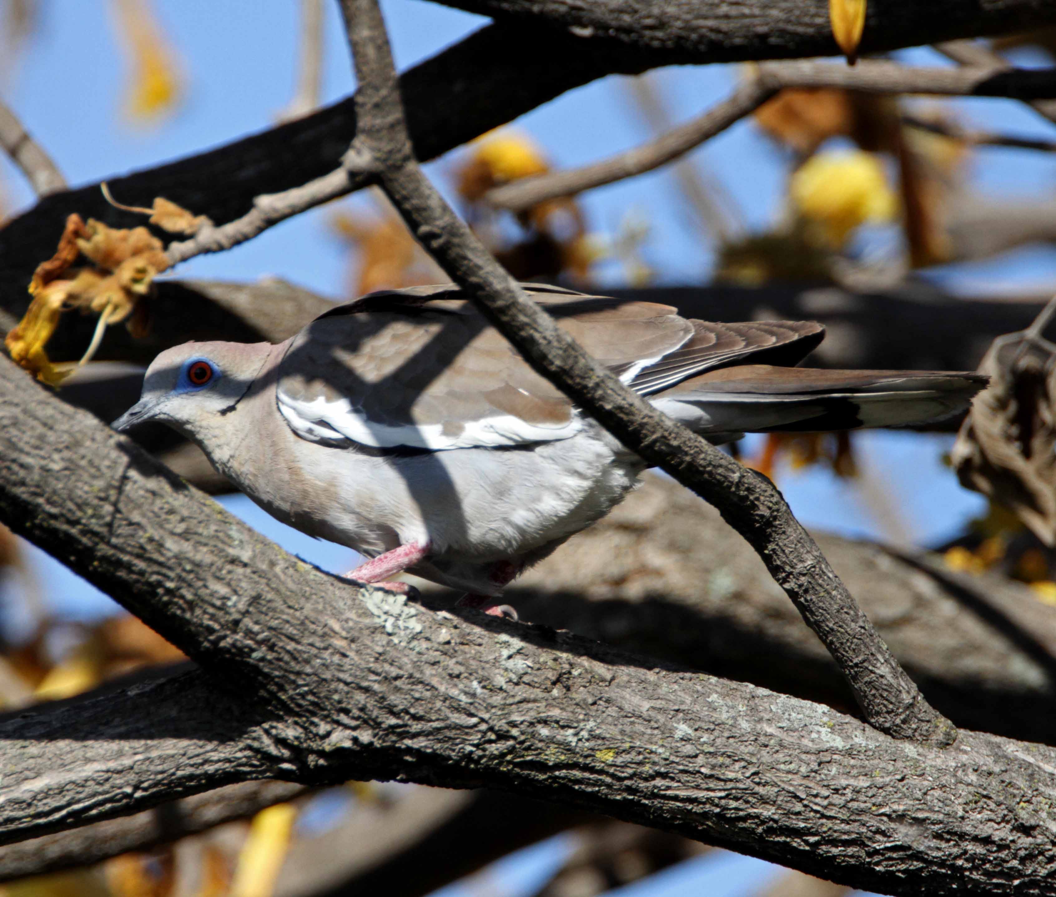 White-winged Dove_5791.jpg