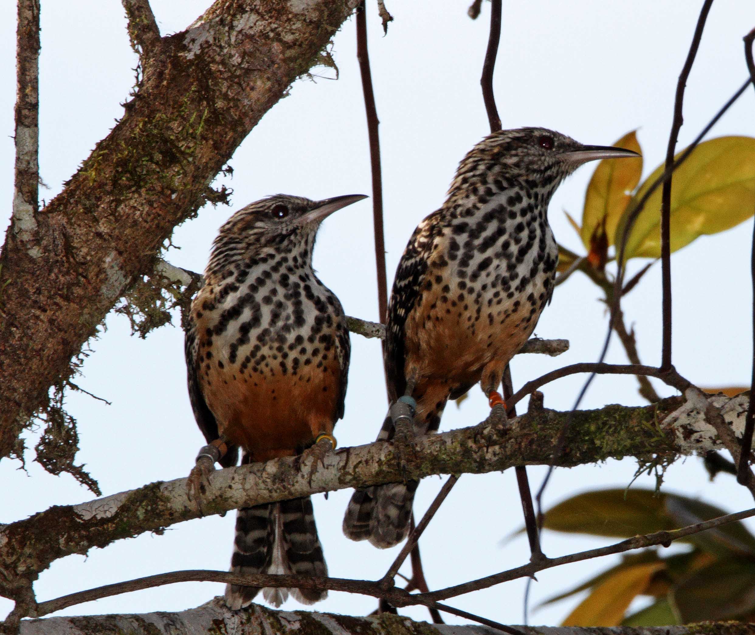 Band-backed Wren - pair_7622.jpg