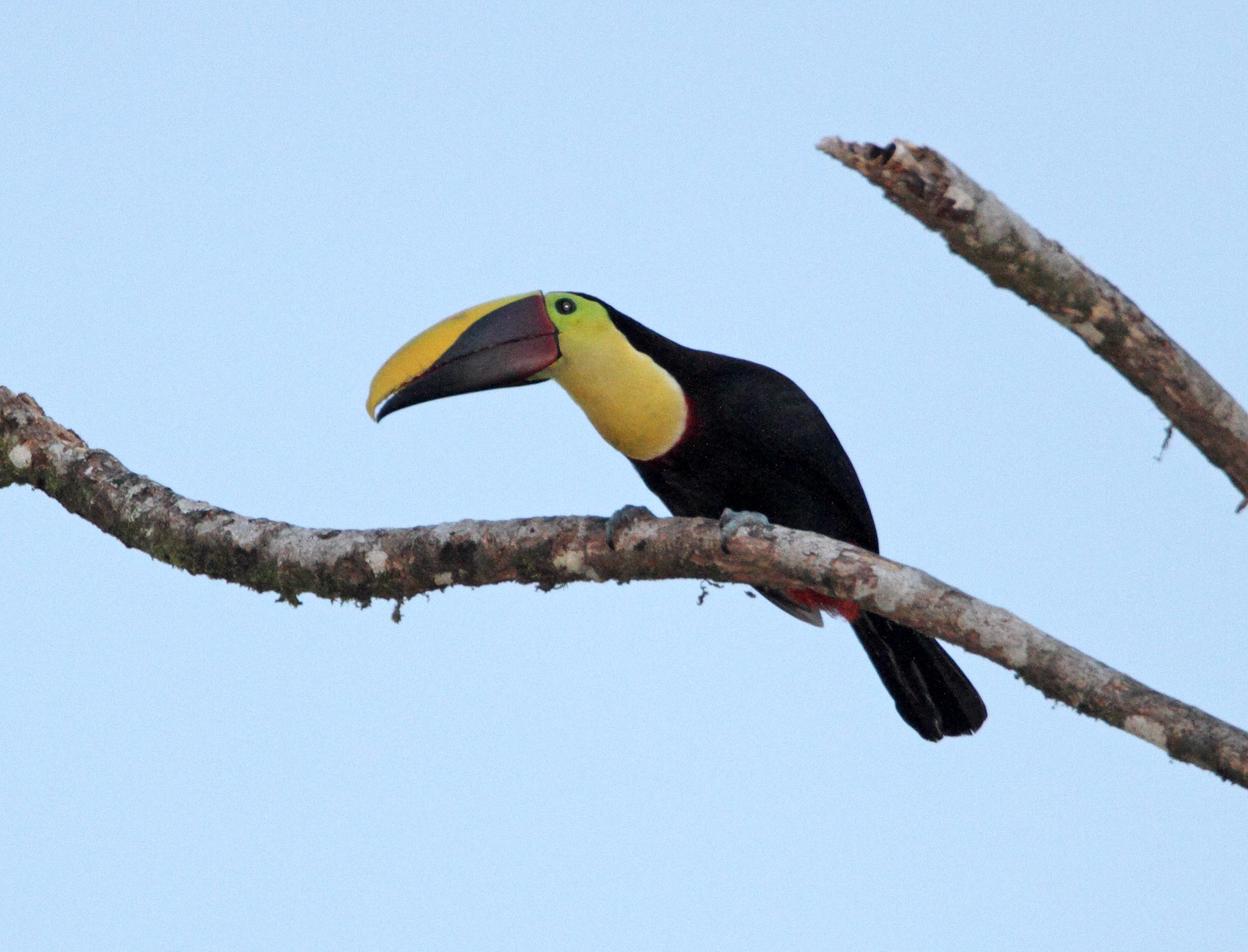 Yellow-throated Toucan_7396.jpg
