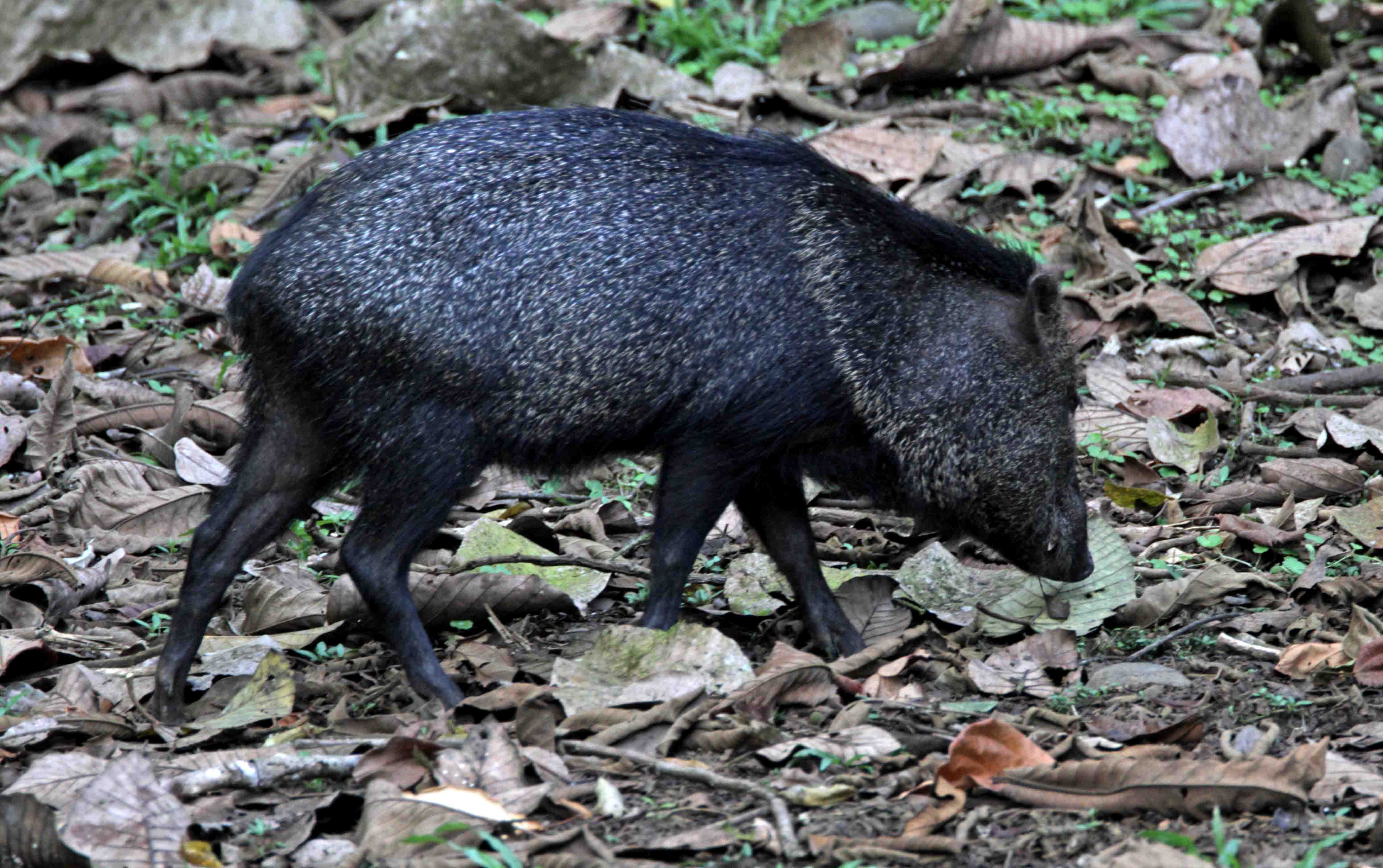 Collared Peccary_7898.jpg