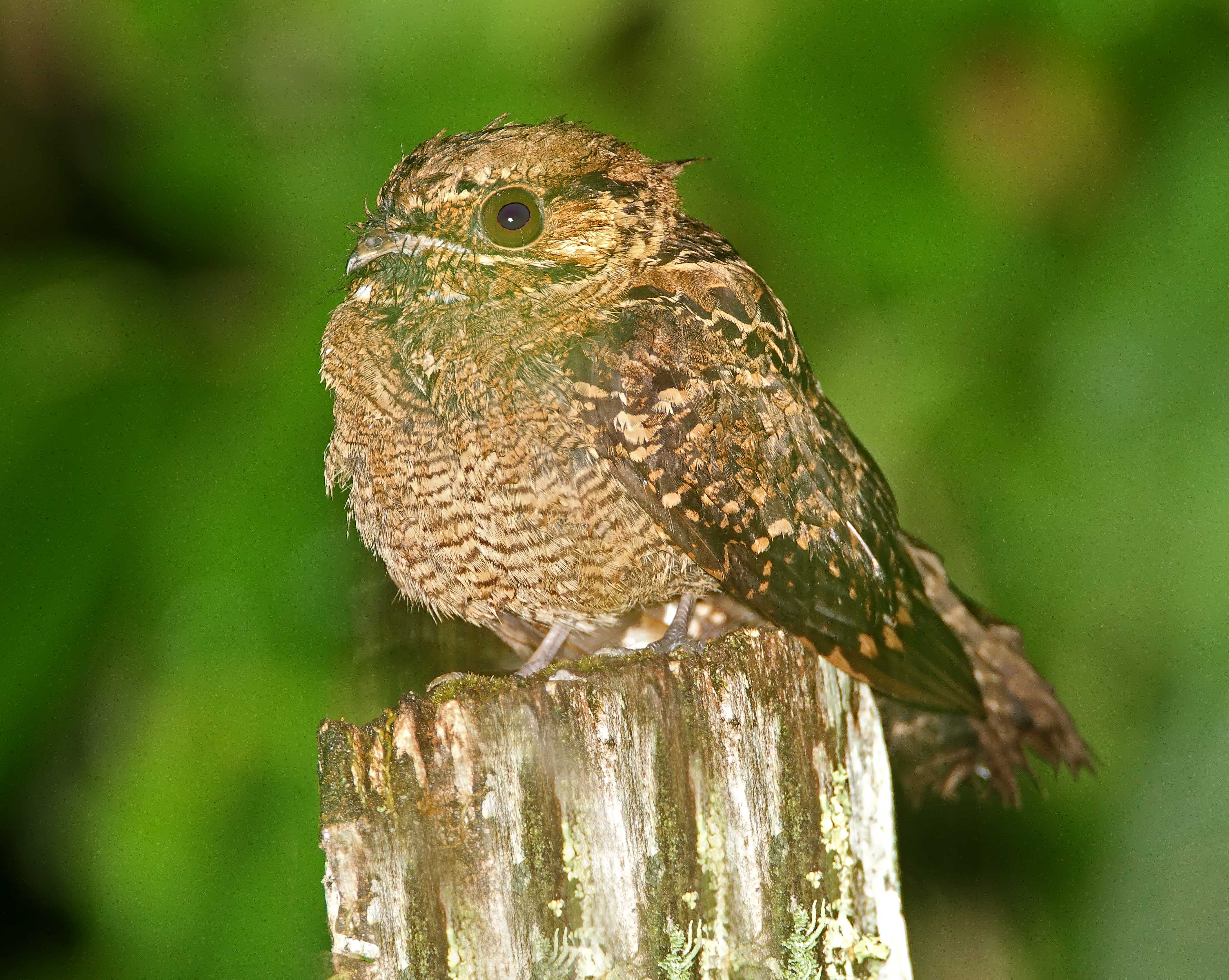 Common Pauraque_8273.jpg