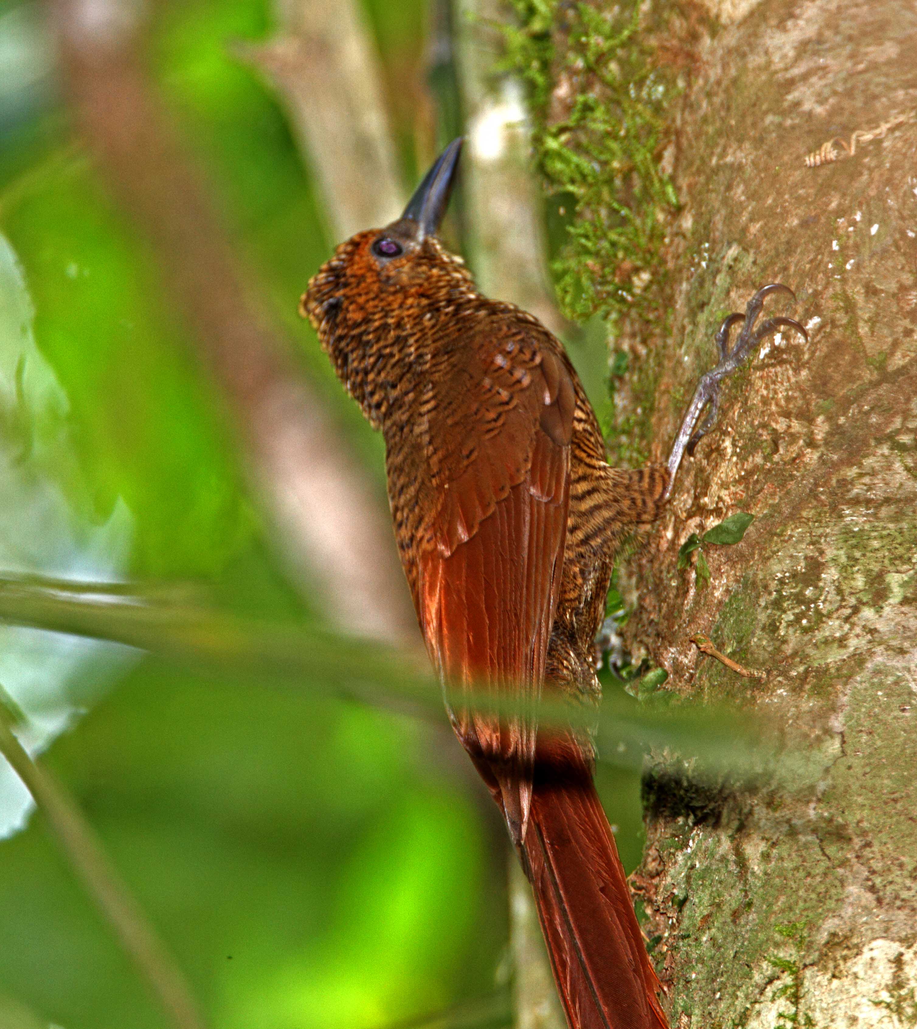 Northern Barred Woodcreeper_7988.jpg